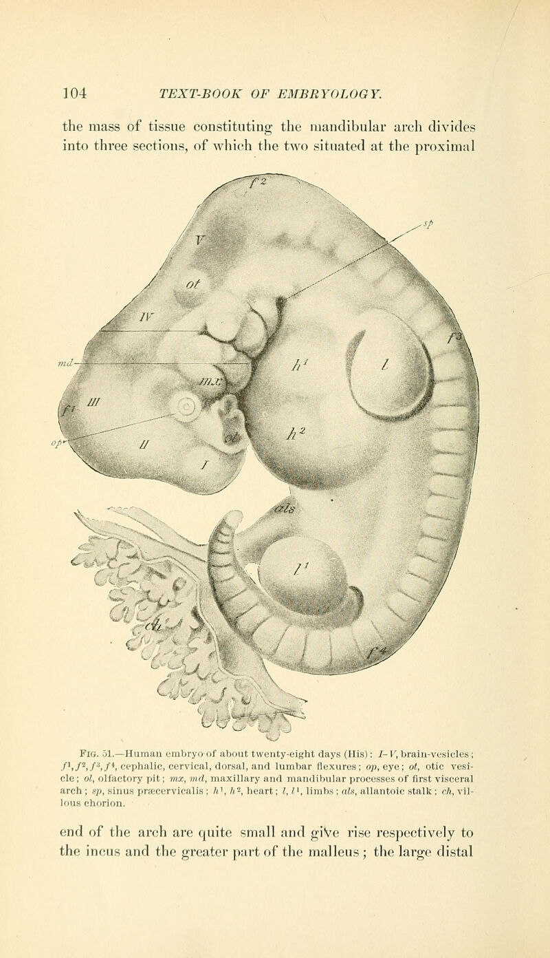 the mass of tissue constituting the mandibular arch divides into three sections, of which the two situated at the proximal /'2 JJf op' // /' c f'K Fig. 51.—Human embryo of about twenty-eight days (His): 1- V, brain-vesicles ; /'i/^>/^/*> cephalic, cervical, dorsal, and lumbar flexures; op, eye; oi, otic vesi- cle; ol, olfactory pit; mx, md, maxillary and mandibular processes of first visceral arch ; sp, sinus prsecervicalis ; A', h^, heart; 1,1'^, limbs ; ofe, allantoic stalk ; ch, vil- lous chorion. end of the arch are quite small and giVe rise respectively to the incus and the greater part of the malleus ; the large distal