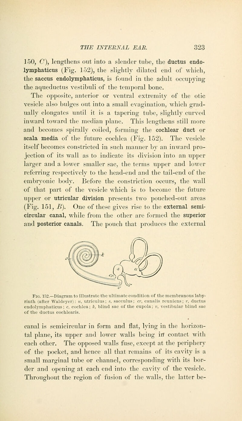 150, C), lengthens out into a slender tube, the ductus endo- lympliaticus (Fig. lo2), the slightly dilated end of which, the saccus endolymphaticus, is found in the adult occupying the aqueductus vestibuli of the temporal bone. The opposite, anterior or ventral extremity of the otic vesicle also bulges out into a small evagination, which grad- ually elongates until it is a tapering tube, slightly curved inward toward the median plane. This lengthens still more and becomes spirally coiled, forming the cochlear duct or scala media of the future cochlea (Fig. 152). The vesicle itself becomes constricted in such manner by an inward pro- jection of its wall as to indicate its division into an upper larger and a lower smaller sac, the terms upper and lower referring respectively to the head-end and the tail-end of the embryonic body. Before the constriction occurs, the wall of that part of the vesicle which is to become the future upper or utricular division presents two pouched-out areas (Fig. 151, B). One of these gives rise to the external semi- circular canal, Mdiile from the other are formed the superior and posterior canals. The pouch that produces the external Fig. 152.—Diagram to illustrate the ultimate condition of the membranous laby- rinth (after Waldeyer): «, utriculus; s, sacculus; cr, canalis reuniens; r, ductus endolymphaticus; c, cochlea; k, blind sac of the cupola; v, vestibular blind sac of the ductus cochlearis. canal is semicircular in form and flat, lying in the horizon- tal plane, its upper and lower walls being irf contact with each other. The opposed walls fuse, except at the periphery of the pocket, and hence all that remains of its cavity is a small marginal tube or channel, corresponding with its bor- der and opening at each end into the cavity of the vesicle. Throughout the region of fusion of the walls, the latter be-