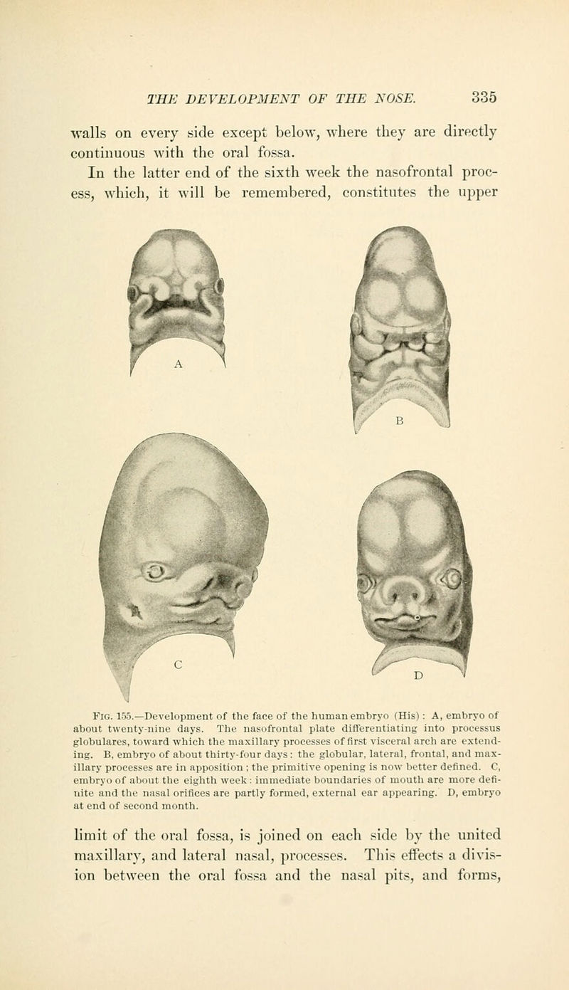 walls on every side except below, where they are directly continuous with the oral fossa. In the latter end of the sixth week the nasofrontal proc- ess, which, it will be remembered, constitutes the upper Fig. 155.—Development of the face of the human embryo (His): A, embryo of about twenty-nine days. The nasofrontal plate differentiating into processus globulares, toward which the maxillary processes of first visceral arch are extend- ing. B, embryo of about thirty-four days : the globular, lateral, frontal, and max- illary processes are in apposition ; the primitive opening is now better defined. C, embryo of about the eighth week: immediate boundaries of mouth are more defi- nite and the nasal orifices are partly formed, external ear appearing. D, embryo at end of second month. limit of the oral fossa, is joined on each side by the united maxillary, and lateral nasal, processes. This effects a divis- ion between the oral fossa and the nasal pits, and forms.