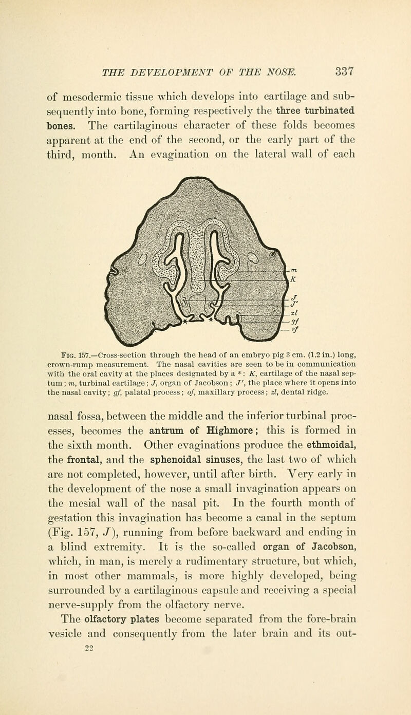 of mesodermic tissue which develops into cartilage and sub- sequently into bone, forming respectively the three turbinated bones. The cartilaginous character of these folds becomes apparent at the end of the second, or the early part of the third, month. An evagination on the lateral wall of each Fig. 157.—Cross-section through the head of an embryo pig 3 cm. (1.2 in.) long, crown-rump measurement. The nasal cavities are seen to be in communication with the oral cavity at the places designated by a *: K, cartilage of the nasal sep- tum ; m, turbinal cartilage; J, organ of Jacobson; J', the place where it opens into the nasal cavity; g/', palatal process ; of, maxillary process; d, dental ridge. nasal fossa, between the middle and the inferior turbinal proc- esses, becomes the antrum of Highmore; this is formed in the sixth month. Other evaginations produce the ethmoidal, the frontal, and the sphenoidal sinuses, the last two of which are not completed, however, until after birth. Very early in the development of the nose a small invagination appears on the mesial wall of the nasal pit. In the fourth month of gestation this invagination has become a canal in the septum (Fig. 157, /), running from before backward and ending in a blind extremity. It is the so-called organ of Jacobson, which, in man, is merely a rudimentary structure, but which, in most other mammals, is more highly developed, being surrounded by a cartilaginous capsule and receiving a special nerve-supply from the olfactory nerve. The olfactory plates become separated from the fore-brain vesicle and consequently from the later brain and its out- 22