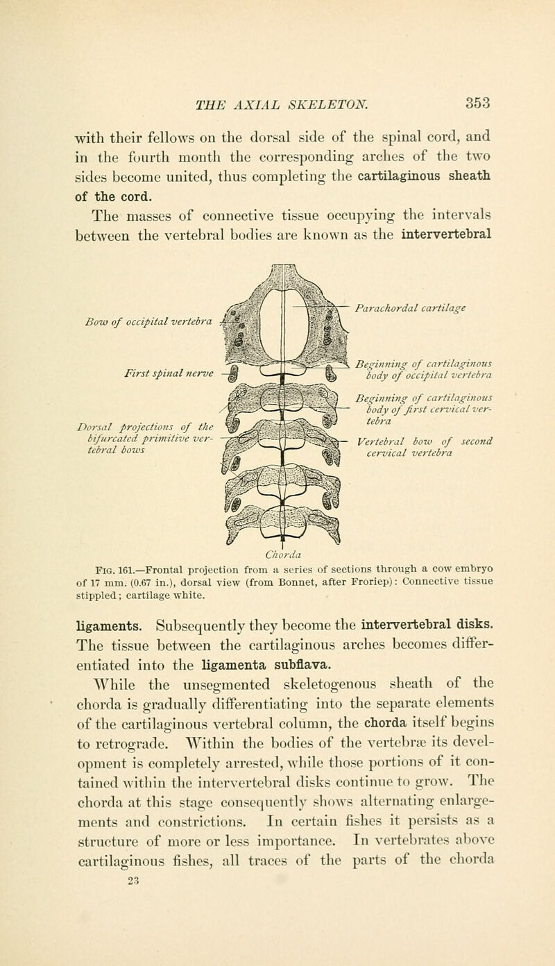 with their fellows on the dorsal side of the spinal cord, and in the fourth month the corresponding arches of the two sides become united, thus completing the cartilaginous sheath of the cord. The masses of connective tissue occupying the intervals between the vertebral bodies are known as the intervertebral Bow of occipital vertebra ^'■-^' First spinal ?ierve Dorsal projections of the bifurcated primitive ver- tebral bows Parachordal cartilage %~'\ Begin7iing of cartilaginous body of occipital vertebra Beginning of cartilaginous body of first cervical ver- tebra Vertebral bow of second cervical vertebra Chorda Fig. 161.—Frontal projection from a series of sections through a cow embryo of 17 mm. (0.67 in.), dorsal view (from Bonnet, after Froriep): Connective tissue stippled; cartilage white. ligaments. Subsequently they become the intervertebral disks. The tissue between the cartilaginous arches becomes differ- entiated into the ligamenta subflava. While the unsegmented skeletogenous sheath of the chorda is gradually difiFercntiating into the separate elements of the cartilaginous vertebral column, the chorda itself begins to retrograde. Within the bodies of the vertebra its devel- opment is completely arrested, while those portions of it con- tained within the intervertebral disks continue to grow. The chorda at this stage consequently shows alternating enlarge- ments and constrictions. In certain fishes it persists as a structure of more or less importance. In vertebrates above cartilaginous fishes, all traces of the parts of the chorda 23