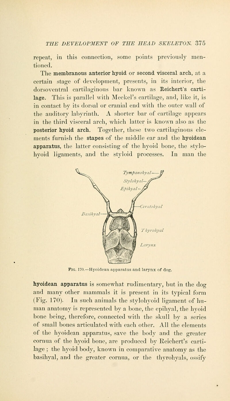 repeat, in this connection, some points previously men- tioned. The membranous anterior hyoid or second visceral arch, at a certain stage of development, presents, in its interior, the dorsoventral cartilaginous bar known as Reichert's carti- lage. This is parallel with Meckel's cartilage, and, like it, is in contact by its dorsal or cranial end with the outer wall of the auditory labyrinth. A shorter bar of cartilage appears in the third visceral arch, which latter is known also as the posterior hyoid arch. Together, these two cartilaginous ele- ments furnish the stapes of the middle ear and the hyoidean apparatus, the latter consisting of the hyoid bone, the stylo- hyoid ligaments, and the styloid processes. In man the 'J'hy?-oh}'dl Larynx Fig. 170.—HyoideaTi apparatus and larynx of dog. hyoidean apparatus is somewhat rudimentarv, but in the dosr and many other mammals it is present in its typical form (Fig. 170). In such animals the stylohyoid ligament of hu- man anatomy is represented by a bone, the epihyal, the hyoid bone being, therefore, connected with the skull by a series of small bones articulated with each other. All the elements of the hyoidean apparatus, save the body and the greater cornua of the hyoid bone, are produced by Reichert's carti- lage ; the hyoid body, known in comparative anatomy as the basihyal, and the greater cornua, or the thyrohyals, ossify