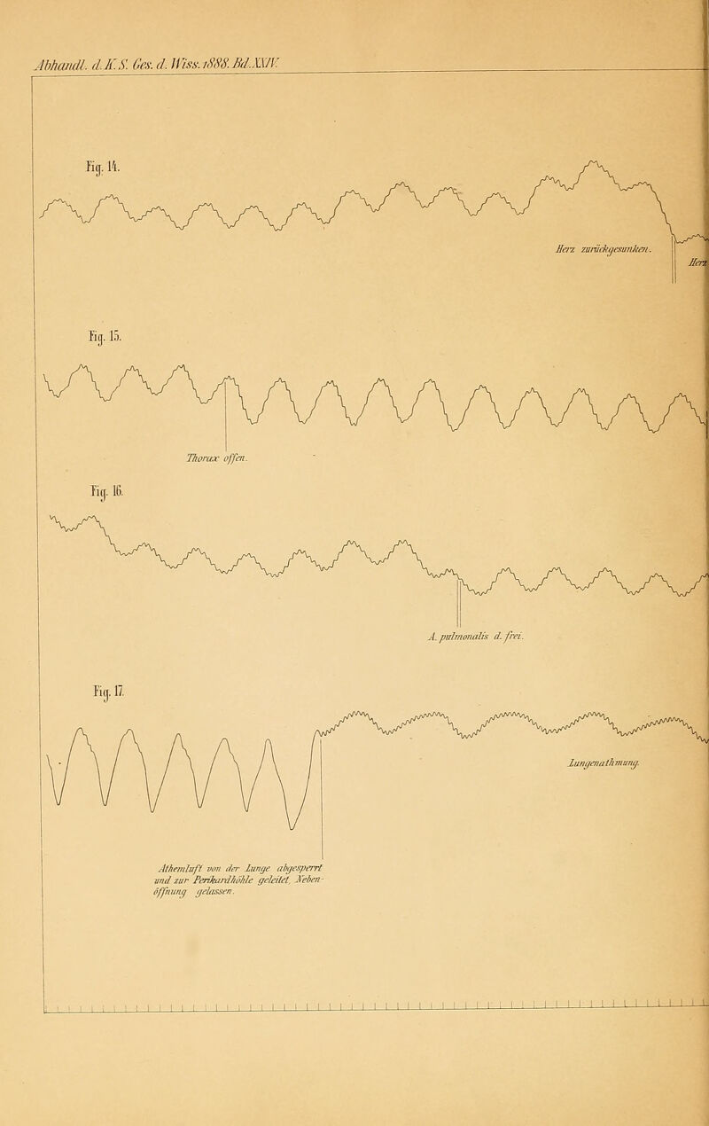 Mhamll. d.K.S. Gcx. d. ]Viss.iS8S.Bd.XXIV. Ti(j. Athemlup von da- lunge abgesperrt vnd zur PerihuxlIiöMe gcMlel. Xeben- öffnunq gejiissen. Merz zaiiickyesiinJtai. \ \ \ \ \ \ \ \