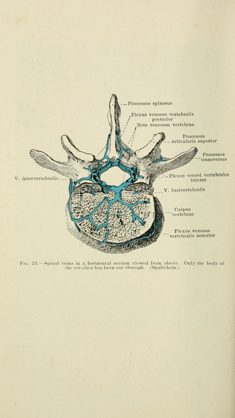 Processus spinosus Plexus venosus vertebralis posterior Rete venosum vertebrae / Processus -articularis superior V. intervertebralis Processus transversus ^^ Plexus venosi vertebrales interni V. basivertebralis Corpus vertebrae Plexus venosus vertebralis anterior Fig. 23. -Spinal veins in a horizontal section viewed from above. Only the body of the vertebra has been cut through . (Spalteholz.)