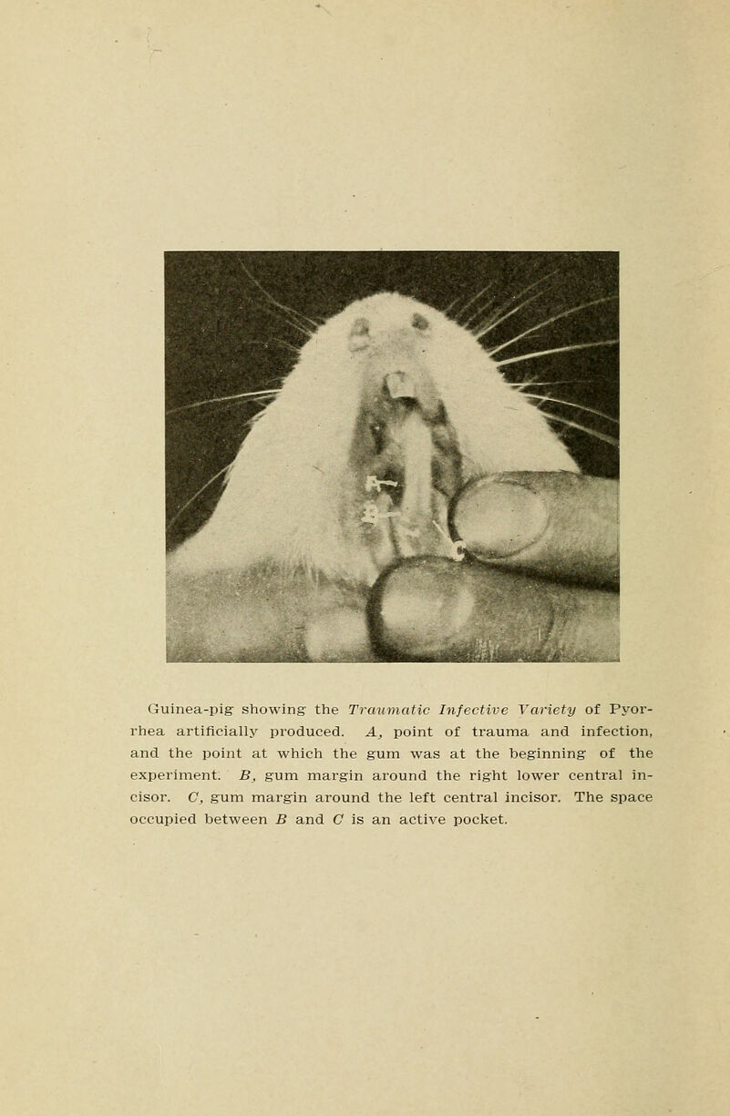 Guinea-pig showing the Traumatic Infective Variety of Pyor- rhea artificially produced. A, point of trauma and infection, and the point at which the gum was at the beginning of the experiment; B, gum margin around the right lower central in- cisor. C, gum margin around the left central incisor. The space occupied between B and C is an active pocket.