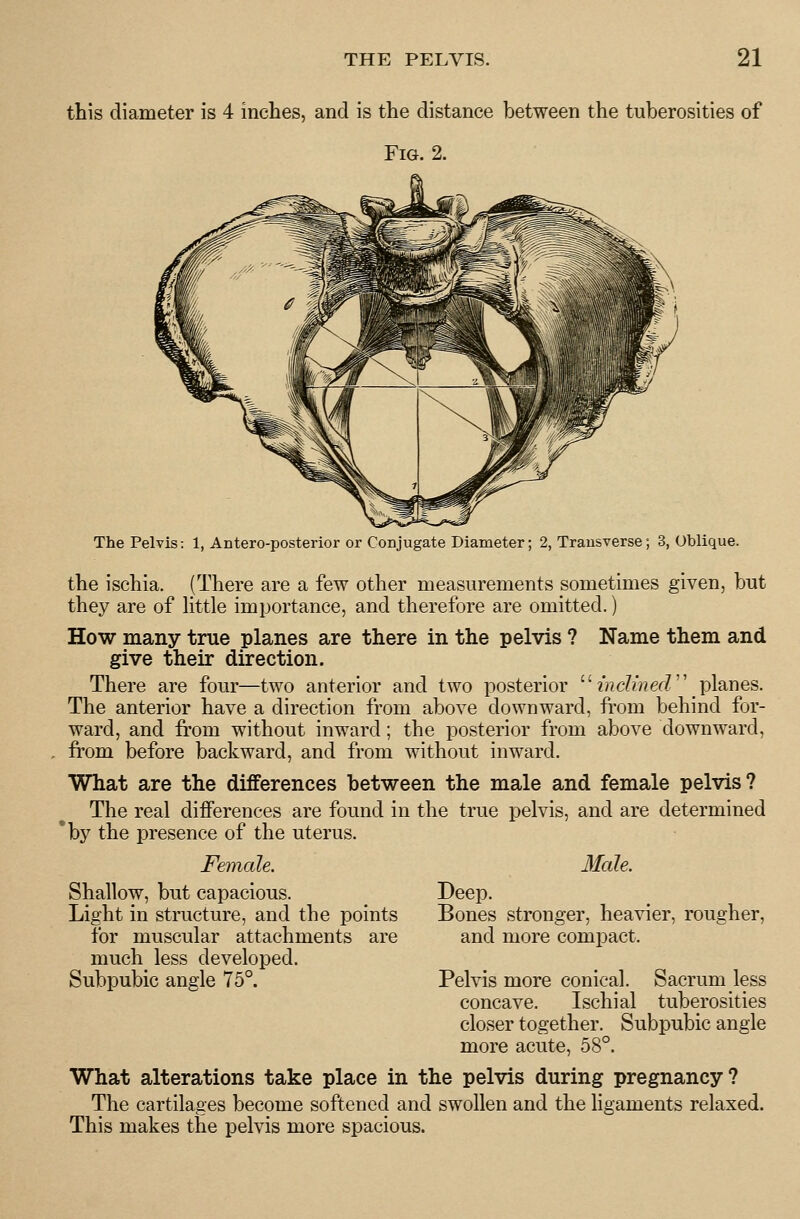 this diameter is 4 inches, and is the distance between the tuberosities of Fig. 2. The Pelvis: 1, Antero-posterior or Conjugate Diameter; 2, Transverse; 3, Oblique. the ischia. (There are a few other measurements sometimes given, but they are of httle importance, and therefore are omitted.) How many true planes are there in the pelvis ? Name them and give their direction. There are four—two anterior and two posterior  z';2c?/»erZ planes. The anterior have a direction from above downward, from behind for- ward, and from without inward; the posterior from above downward, from before backward, and from without inward. What are the differences between the male and female pelvis? The real differences are found in the true pelvis, and are determined 'by the presence of the uterus. Female. Shallow, but capacious. Light in structure, and the points for muscular attachments are much less developed. Subpubic angle 75°. Male. Deep. Bones stronger, heavier, rougher, and more compact. Pelvis more conical. Sacrum less concave. Ischial tuberosities closer together. Subpubic angle more acute, 58°. What alterations take place in the pelvis during pregnancy? The cartilages become softened and swollen and the ligaments relaxed. This makes the pelvis more spacious.