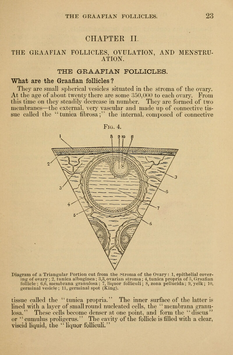 CHAPTER II. THE GRAAFIAN FOLLICLES, OVULATION, AND MENSTRU- ATION. THE GRAAFIAN FOLLICLES. What are the Graafian follicles? The.y are small spherical vesicles situated in the stroma of the ovary. At the age of about twenty there are some 350,000 to each ovary. From tliis time on they steadily decrease in number. They are formed of two membranes—the external, very vascular and made up of connective tis- sue called the tunica fibrosa; the internal, composed of connective Diagram of a Triaugular Portion cut from the stroma of the Ovary: 1, epithelial cover- ing of ovary ; 2, tunica albuginea; 3,3, ovarian stroma; 4, tunica propria of 5, Graafian follicle; 6,6, membrana granulosa; 7, liquor folliculi; S, zona pellucida; 9, yelk; 10. germinal vesicle; 11, germinal spot (King). tissue called the tunica propria. The inner surface of the latter is lined with a layer of small round nucleated cells, the membrana granu- losa. These cells become denser at one point, and form the discus or cumulus proligerus. The cavity of the follicle is filled with a clear, viscid liquid, the  liquor folliculi.