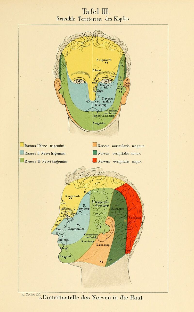 Tafel m. Sensible Territorien des Kopfes. I—iRamus IKem trigemini. I ^Ramus I.Nervi (rigemiiH. I—Ißamus M.Nervi trigemini. I I Nei'\^s aui'icularis Nervus occipitalis H Nervus occipitalis inagnus. minor.