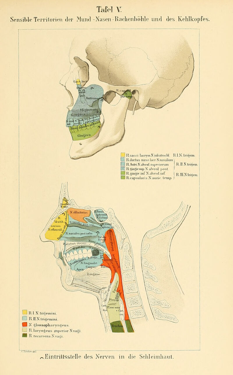 Sensible Terrilorien der Mund-Nasen-Rachenhölile und des.Kehlkopfes. Lj R.sacci lacryiTi.N.mrrafrocTiI. R.I.N. (ri^em. L ! R.ductus naso lacr-N.nasalium 1 iR^ntriKalveol.supenoi-um l R.H.N.tri^eoi R.^giv:sup.N.alveol post. I R.gin^iv.inf N.alreol.inf. 1 R.nlNlri6en: Rcapsularis N auric iemp / D R.I.N. triteini D R,n.N.lH^, B ^ ^lossopliir>n$eut. I—I K.laryn^eus supenorN^aßi H R.fecurrens N.vap].