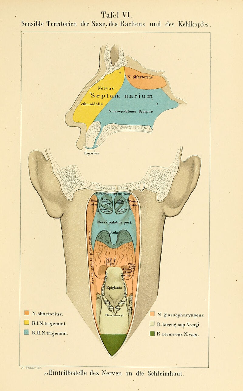 TaiVI V[. Sensible Territorien der Nase, des Rachens und des Kehlkopfes. m JSr ölfactorius. LJ R.IN.Irr^emini. ■ R.n.N.1rigemini , ^ I—: N. ^lossopharyngeus. i—^ R-laryn^-sup-Nvali ■ R.recurrens Mvagi. A. Zenkerdel-