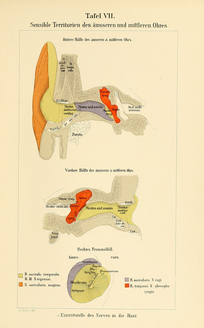 Sensible TerritoTien des äusseren und mittleren Olires. Hintere Hafte des äusseren & mittleren Oiirs. Vorflere Hälfte des äusseren & mitflerem Ohrs. Rechtes Trommelfell. liinteTi. ^ ^\ vorn. 1^ R. aiiriculo - lemporalis B.Jll. Nlrigemini. !B N. .Turicularis maonus I R. auricularis X. vagi B K. ttinpanici X. glossopha