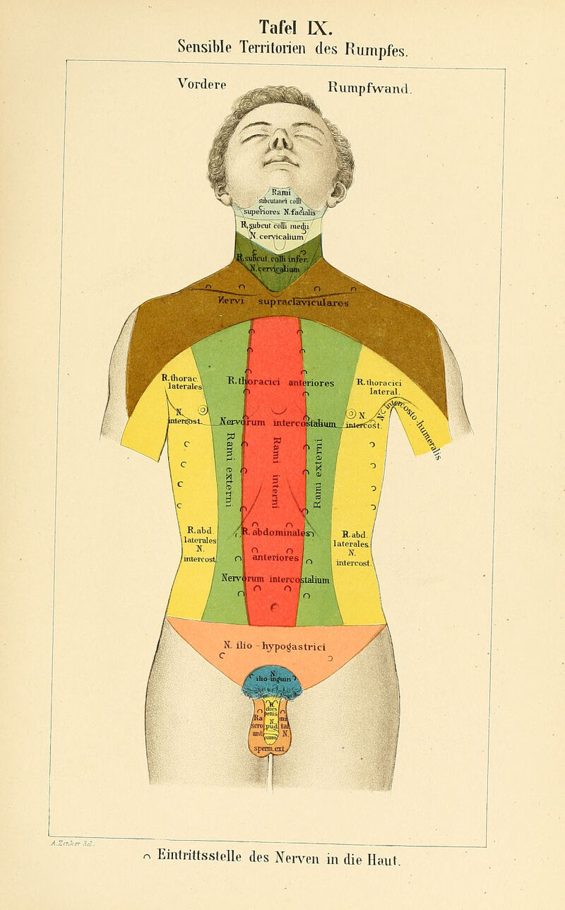 Sensible Territorien des Rumpfes. Vordere Rumpfwand. /,'J. abdoTOinal4si- H.abd. / j  j laterales.! O n ' N anteriores L, . ' ,\ Sefiv nmi intereoktaham! '^ r \ N. ilio -hypogastrici