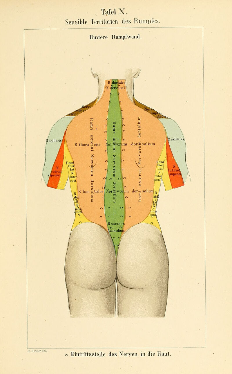 Sensible Territorien des Riunpfes. Hintere Rumpfwaiid. i n iR.liuii oTjales Ner-S vorum dor-: salmWp , \i(-l =^ 1*1 C 1.1/ \abS. c 3t\ ^ ! ^  /lä