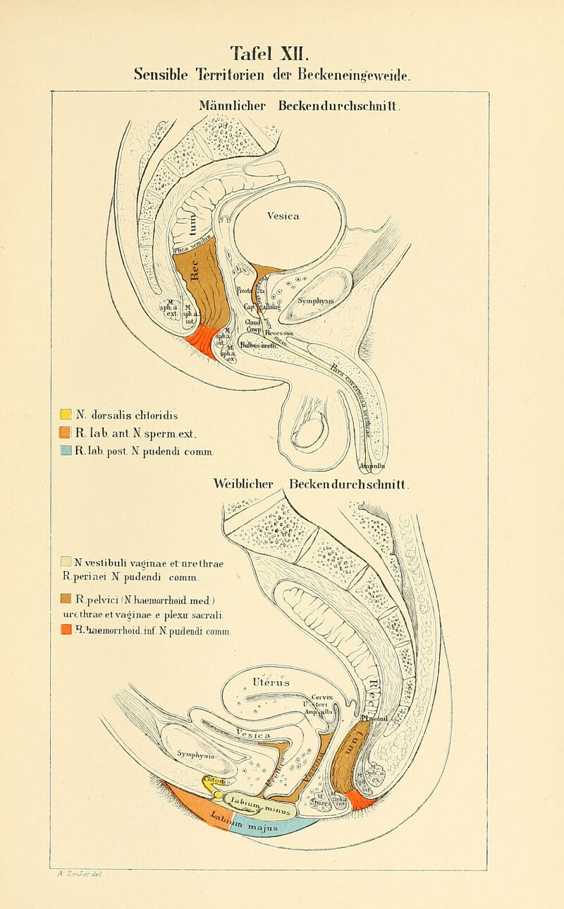 Sensible Territorien der Beckenein^eweide. Männlicher ßeckendurchschnitt ED N. (lorsalis cliforidis B R. lat. ant. N sperm.ext. B R. lab. post. N! pudendi co Wejblicher ^ Beckenduichsilinitf □ N.VEstibuli vagmae etnrethrae R.perinei N. pudejidi comm. H R,pelv7ci(Nhaeraorrhoiiitied) urttlirae et va^inae e plexu sacnl U H.'baeinorrlioid.inf. N. pudeadi tomm -4. 7'CrJ:i}rt^l