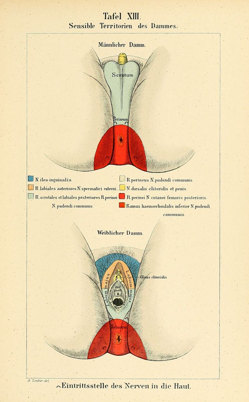 Sensible Territorien des Dammes. H N. ileo-in^uinalis. LI R.perineus N.pudendi communis LJ R.labiales anterioresN.spermalici extenii. 1 I N.dorsalis clitoridis et penis. L'J R.scrolales et labiales posteriores R.perinei BiJl.perinei N, cutanei feiuoris posterioris. N.pudendi communis. ■HRamus Iiaemorphoidalis inferior N.pudendi A. ZenJc^r del