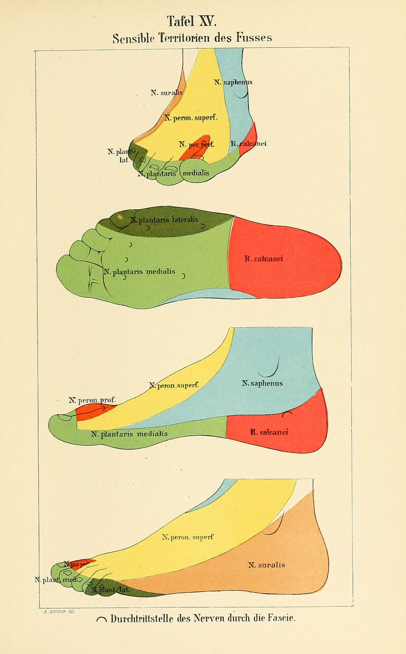TafelW. SensiWc Temtorien des Fusses r>i Burchtriltstelle flesTierven durch dieFascie.