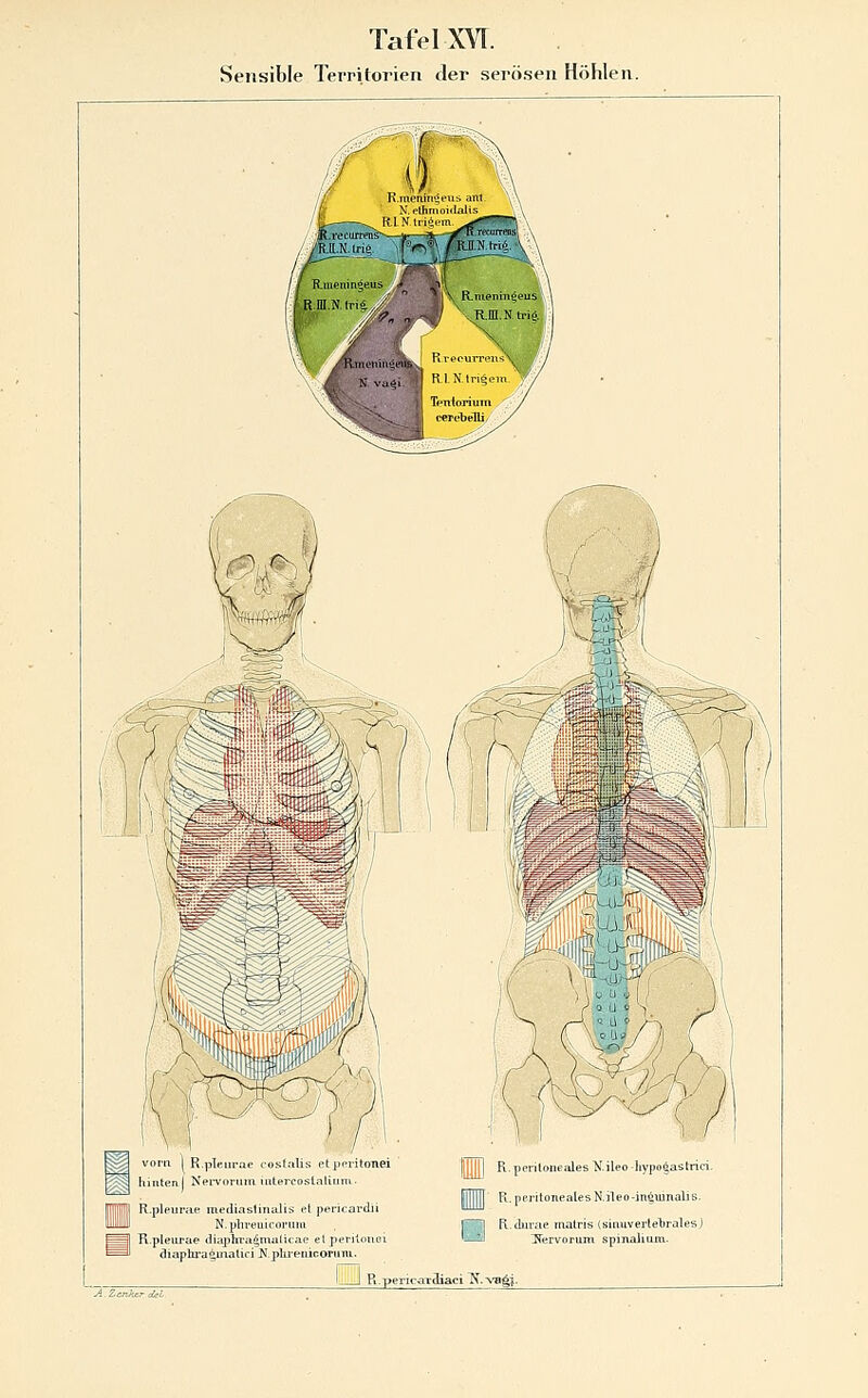 Sensible Territorien der serösen Höhlen. vom I R.pTeiirae costalis etp^ritonei hinten! Nei-vorum iiitercoslnlinm- R.pleurae mediaslinalis et pericardii N.pln-euicorum R.pleui'ae diaphra^malicae etperilouei diaplira^inatici J^.phj'enicopuni. A^ZcnJicr del m R.perilüuealesXileo-hypogastrici. |||l||tr Fl.peritonealesN.ileo-in^uinaliE. 1^ R.durae inalris (siiiuverte'bralesj Iöh5| JTervoritm spinaJiuni. Tcbaci ^. ^'a^|■