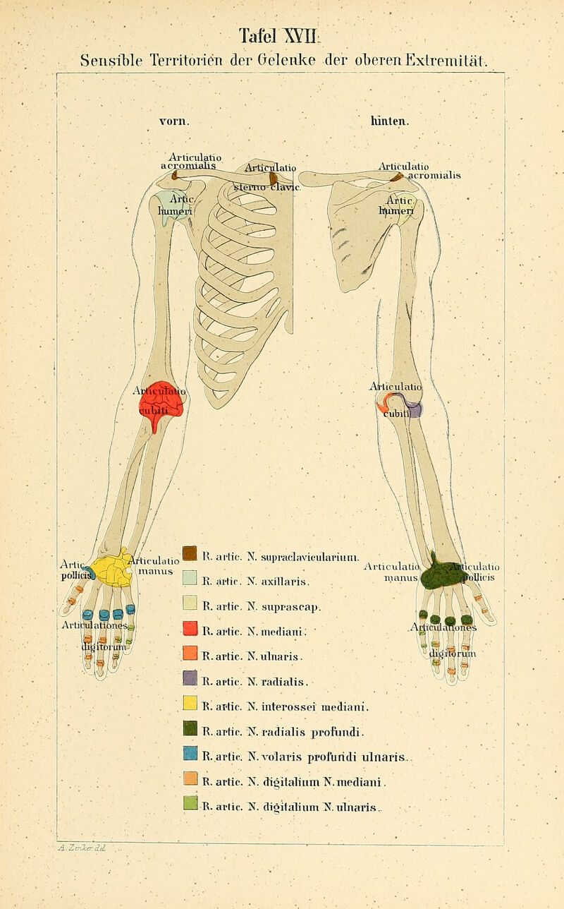 TafellYllL Sensible Territoi-ieTi der Gelenke der oberen Exlremitat. hinten Ai'ticulatio i(/liculalio^ R-ui'tie. N. supiviclavieulariuiu jlmanus i—i LJ K. arlic. N. axillaris. I—I B. arlir. 'N. suprascap. Hb.aptic. N.niorliani: H. arlic. N. uTnaris. ■I Tt. artif. N. Taclialis. I—I R. aT'tic. N. iuterossei luediani. ■1 B. artic. W. radialis profiindi. ■ R.artic. N.volari.s ppofuridi ulnaris LJ R. artic. N. digiitiliiim N.mediaiii. U B. artic. N. digifaliuni ^. lilnaris..