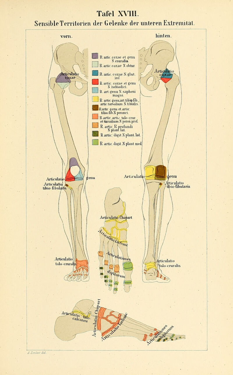 Tafel XVIIl. Sensible Territorien der Gelenke der unteren Extremität. Ä. ZerJar del.