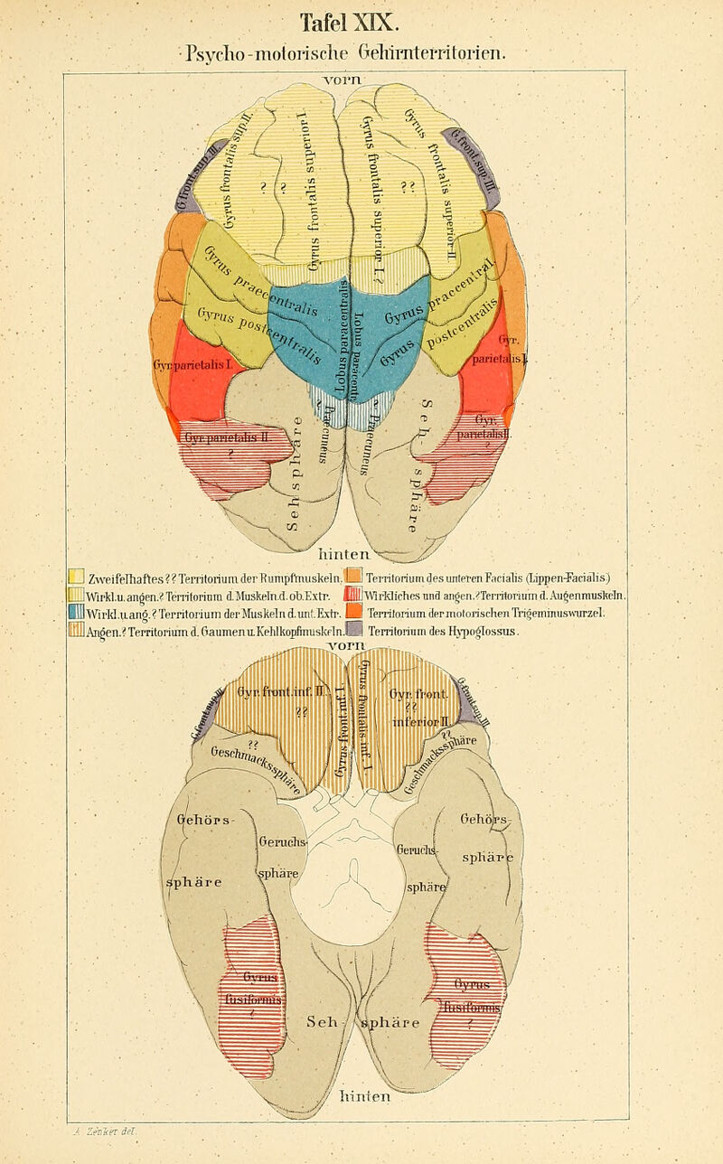 TafelXIX. ■ Psycho -motorische Geliiniterritorien. hinten^ I I ZweifeIhaftes??Territoiiunidei'Rumpf1muskeln. LJ TeiTiforium des unteren Facialis (lippen^iaciälis) dwirklu. anöen.? Tcrriforinm d.MusIceln.d. olJ.Extr. IfllD'VWrHiches und angen.i^TeiTitoriirm d. Au^enmusteln HlllWii'M.iLanö.?Territorium derMusMnd.unt.Extr. B TerritoriumdermoforischenTri^eminusvi-urzel. tlulAnöen.^ Territorium d. GaumeniiKehlkop)muskflTi.H Territorinm des Hypoglossus.