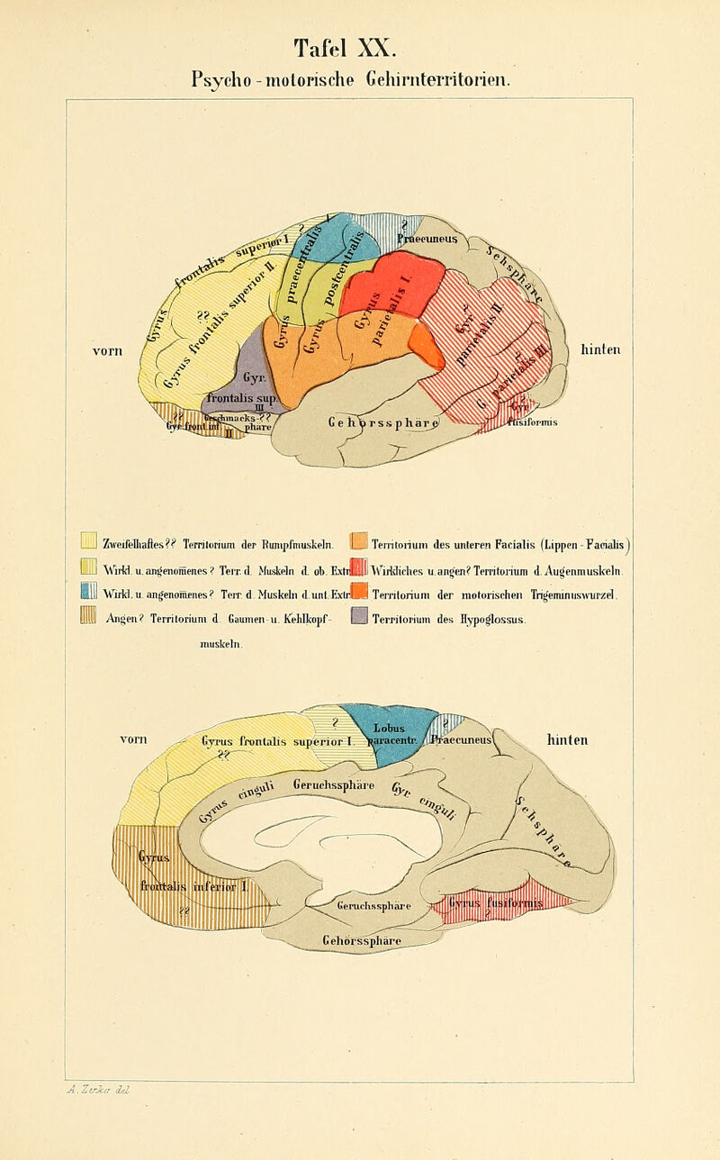 Psycho -inolorische Gehirnterritoiien. hinten I—I Zn^eifeDiaftes?? Temtoriura der Rumpfmuskeln. I : Temtoiium des unleren Facialis (Lippen - Facialis ] Li) Wirfd.u.aii^cnoiüenes? Terr.d. Muskeln <l ob. ExliilHIlAv^iüiclies ii.angen?Tfmtoiium d.Augenmuskeln. ■1)1 Wirld.u. angenoüiencs? Terr. d. Muskeln d.unt.Extilb.LJ Terrilorium der motorischen Tri^minuswurzel. UlUl Angen? Territorium d Gaumen u. Kehlkopf- L_l Territorium des Hypoglossus. muskeln.