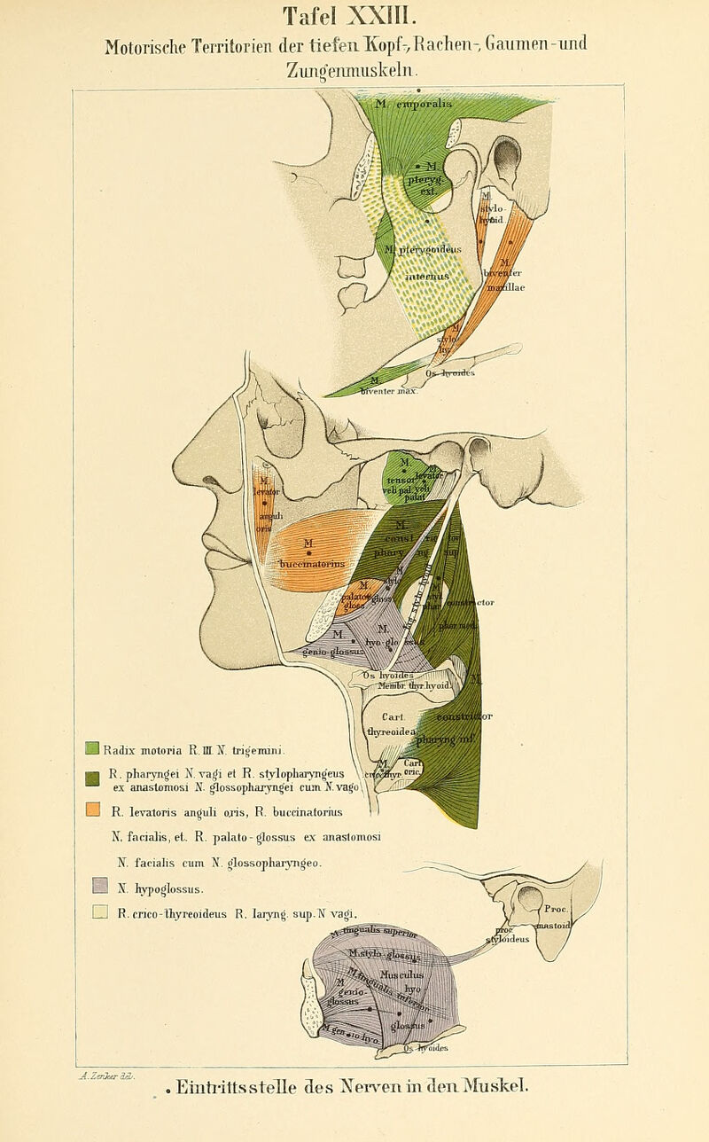 MotoriscKe Territorien der ttefeiiKopf^Rachen- Gaumen-und Zioioenmuskeln. 1 Raüix motoria R. BT. if. trig'eiiuni n R. pharyngei N. Tagi et R. slylopliarvugeiis ^ ex anastomosi S. glossopharyngei cumN.vago\\ kJ R. levatoris ang^ili ojis, R. bufdnatorius N, facialis, et. R. palato-glossus ex anastomosi N. faeialis cum N, olossopharyn^eo. liSil S. hypoglossus. i i R. crico-tiyreoideus R. laryng. siip N ^aril