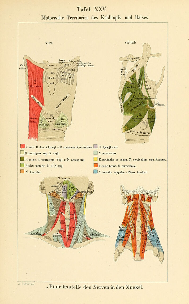 Motorische Teri'itorien des Kehlkopfs uiid Halses. seitlich BPN. muscR, dfisc.S.hypogl. e R. coimminic.X.cervicaliura, LJ N.ltyppgiossus. 1 ^R.Iaryn^eus sup. X.vagi. I 1 N.aci;essorius. H R. jnxisc. N.recurrcntjs Vagi e.N. acoessorio. I I R.cervicales et conim. X. cervioabuni cum.X.at'cess. Ld Radix inoforia R BI.S, trig, HlB.Jiiiisc.lireres N. ctrvicaüuin Lil N. facialis. lil S.dorsalis scapulae e Plexu brachiali.