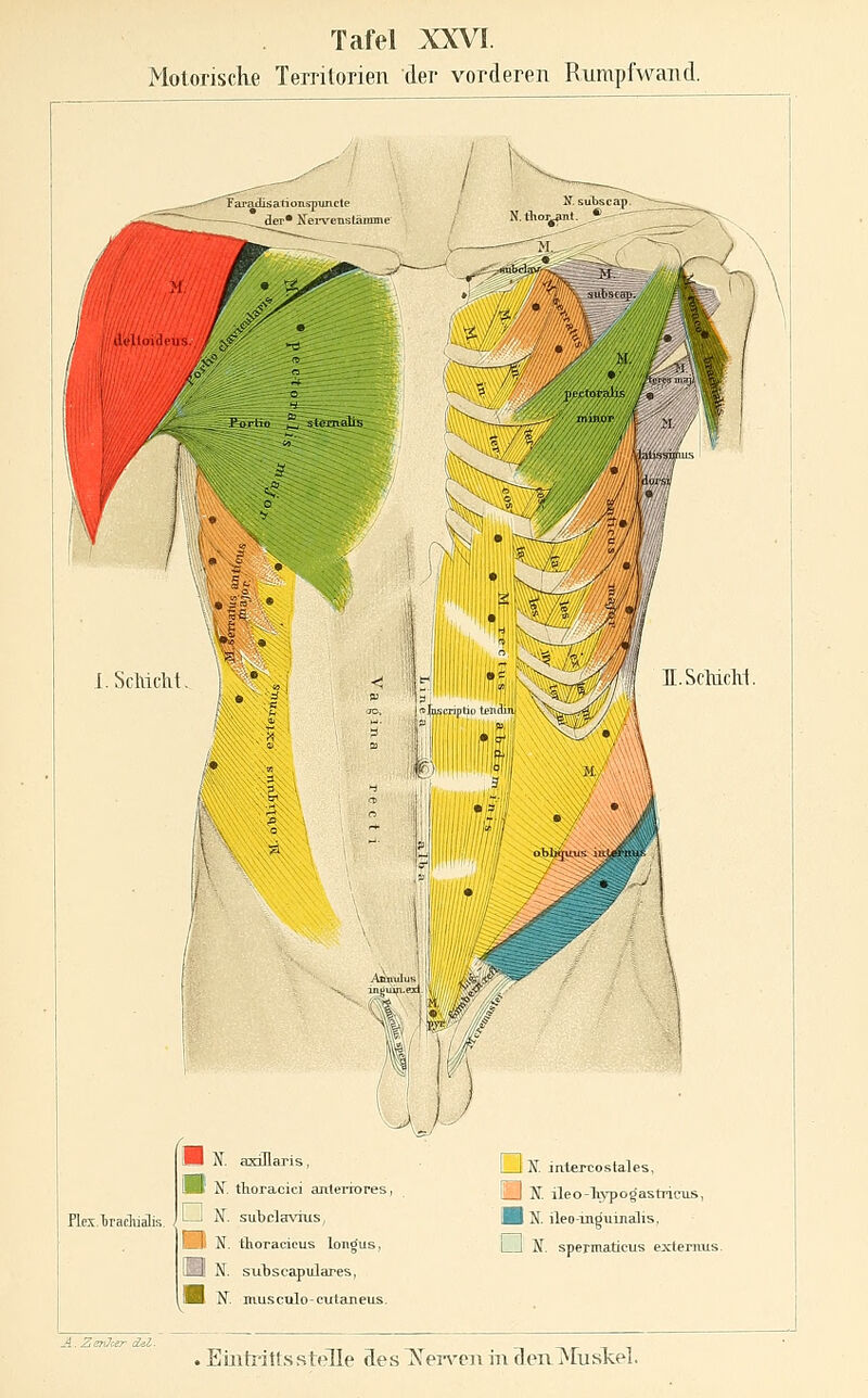 MotoriscKe Territorien der vorderen Rumpfwand. Plex.lraclüalis. , N. axiQaris, IIB X. tlioracici anteriores 1 I N. subclavius, IShI N. tlioracicus longus, ra N. suljscapulares, oH N. imisculo-cutaneus. I I K intercostales, LJ N. ileo-liypogastricus, iH N. ileo-Tiiguinalis, 1 I Jf. spermaticus extenms. Ji. Zsn7c.er dal. . Emtrittsstelle des ]\^ei-\^cji in denlVfuskel.