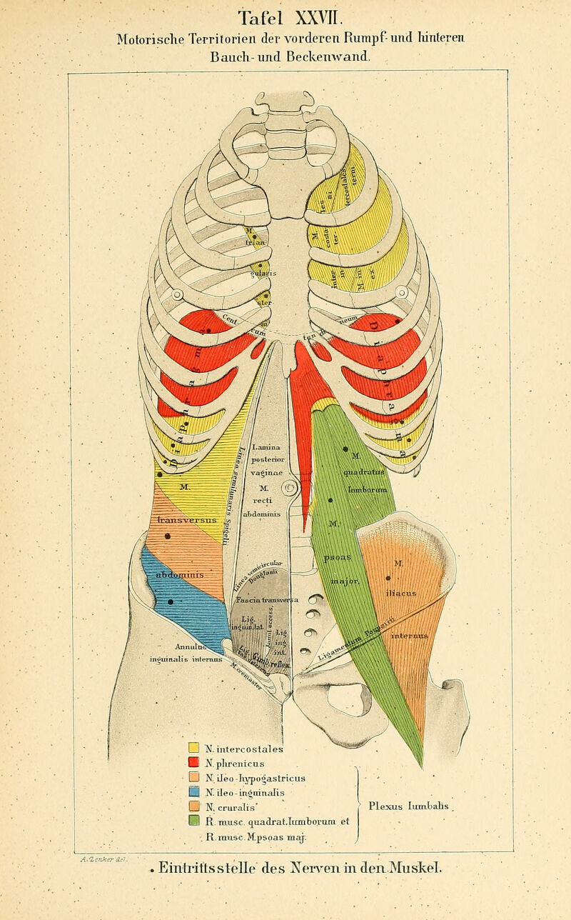 Motorisclie Territorien der vorderen Rumpf-und hinteren Bauch-und Beckenwand. LJ 7^. iiitercostales H N.plirenicus LJ N Ueo-Iiypo^astricus I N. ileo-ingninalis LJ N. cruralis' I R. musc. qtiadrat.Iranbo.rQni et . R.iuvLso.Jtpspas maj. Plexus lurababs
