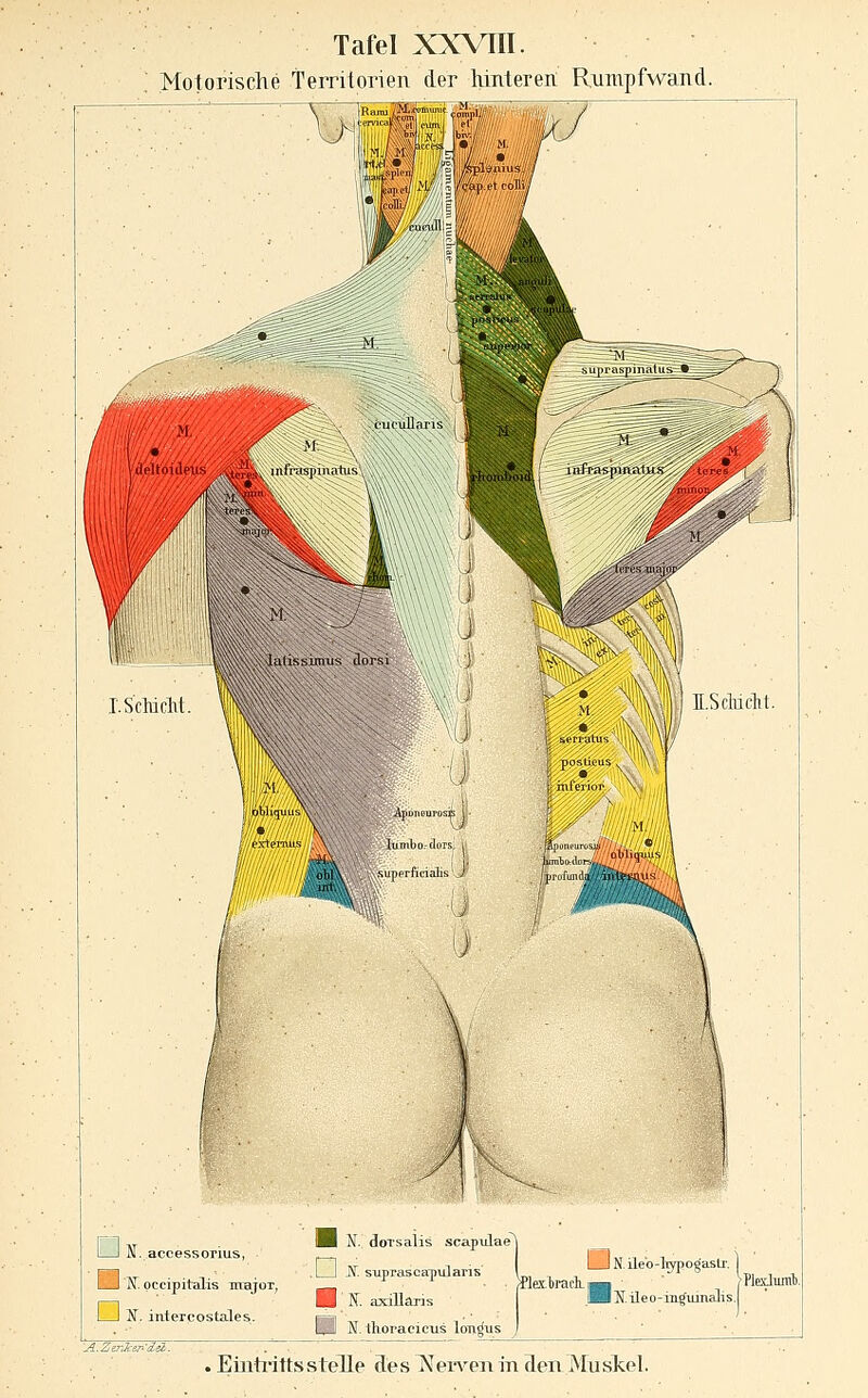 Motorische Terrilorien der Muteren; Rumpf wand. mlwk I—1 M. accessorius, Sl K pccipitcJis nrajor, I I N. intercostales. Bi N doTsalis scapiilae .1 I K. suprasoa-pulans H N. axillaris l3 N. Ihoracicus loii^iis I IN.ileo-ltypogasLr. 1 ■lexbraclLj^ >PWTiml). IIB N. ile o-iu^uinalis. . Eiiitiitts stelle Se s 1^ eiven in denMu skel.