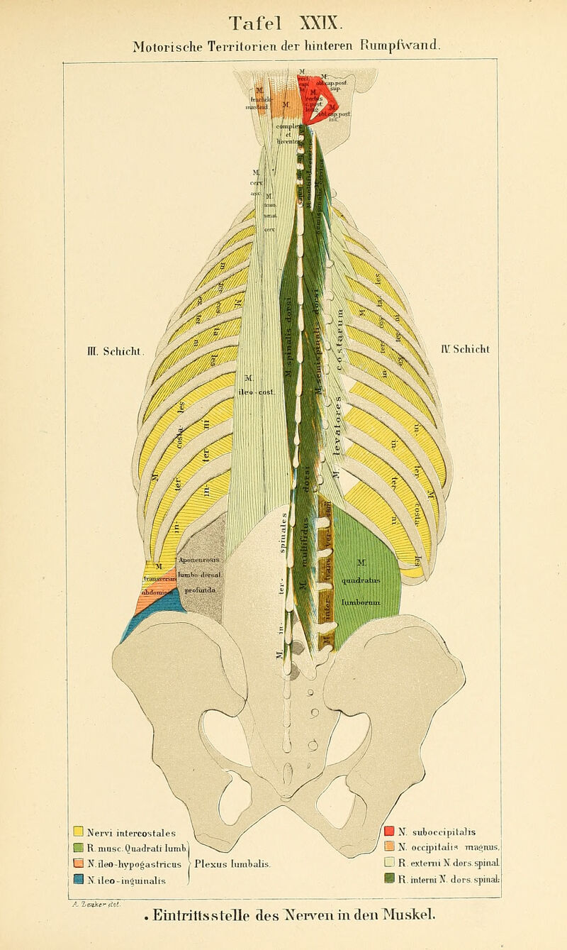 Motorische Territorien der hinteren Rumpfwand. m. SfhicM l_l Nervi intercostales H R.musc.Onadralr luml). O N.ileo-hypogastricas > Plexus Iiimtab; H N. ileo-inäuinalis J N. suboccipitaJis lJ K occipitaii^ TnBiinus D R. extenii N. dors.spinal B K. mlerniH. dors spinal-