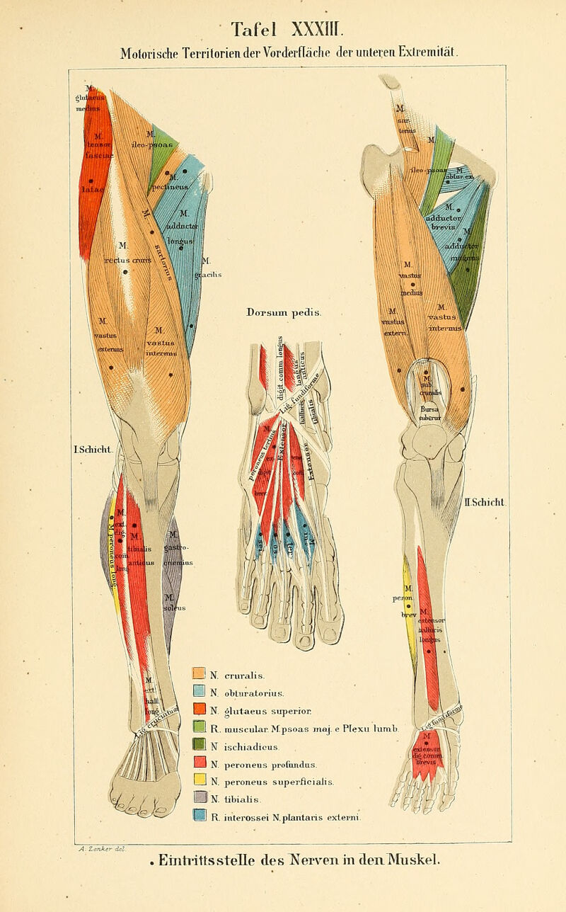 Motorische TerrilorieuderVordferfläche derunlereuExtremität. ISdiicht. /Ä ^iXii \ ! ^1 N. crurcüis. 1 I N. o^Luratorius. H N. ölutaeus superror uJ. R. muscular. Mpsoas moj. e Plexu lumt Bl K ischiadicus. ^33 N. peroneus profundus. i 1 N. peroneus superiicialis. ISn. übialis. Pyl R. interossei N. plantaris externi. A. Ze7J.ker dcl.