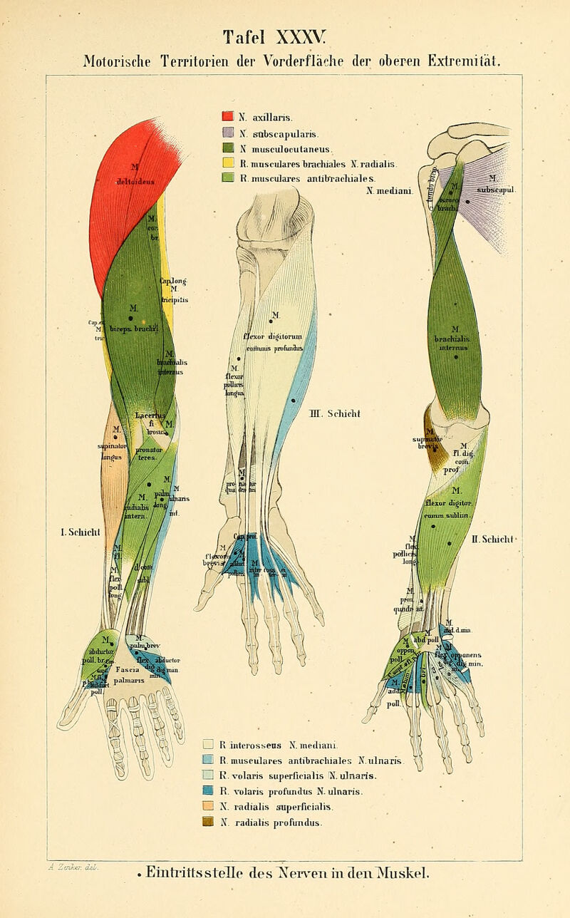 Motorische Territorien der Vorderflädie der oberen Extremität. H K axillaris. if. sübscapTilaTis. N muBCuloculaneus 1 , R muscularesbrachjales K.radialis. R muscülares anlibTachiales. Y K. mediani ;i sublun / ab/püilV LH R interossens N. mediani ElH R. muscülares anlibrachiales N.ulnaris. LIj R.volaris superficialis X. ulnaris. H R. volaris profandtis N.ulnaris. N. radialis superficialis. N. radialis prüTuTidus.
