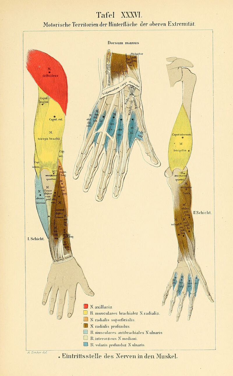 Motorische Territorien der Hinlerdäche der oberen Extremität. A- Zenker del