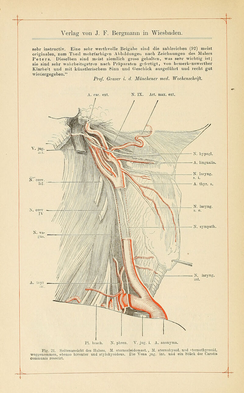 sehr instructiv. Eine sehr werthvoUe Beigabe sind die zahlreichen (92) meist originalen, zum Tlieil mehrfarbigen Ahhildungeu nach Zeichnungen des Malers Peters. Dieselben sind meist ziemlich gross gehalten, was sehr wichtig ist; sie sind sehr wahrheitsgetreu nach Präparaten gefertigt, von bemerkenswerther Klarlieit und mit künstlerischem Sinn und Geschick ausgeführt und recht gut wiedergegeben, Prof. Oraser i. d. Münchener med. Wochenschrift. N. IX. Art. max. V'. jng. A. tnyr PI. brach. N. ph V. jus Fig. 21. Seitonansioht des Halses. M. sternocleidomast., M. sternohyoid. nnd stornothyreoid. weggenommen, ebenso biTenter und stylohyoideus. Die Vena jug. int. und ein Stück der Carotis communis resecirt. _^