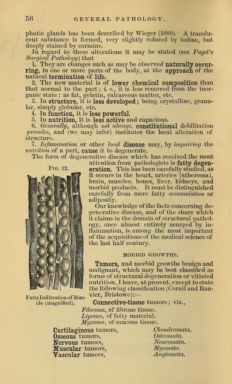 Fig phatic glands has been described by Wieger (1880). A translu- cent substance is formed, very slightly colored by iodine, but deeply stained by carmine. In regard to these alterations it may be stated (see PageVs Surgical Pathology) that 1. They are changes such as may be observed naturally occur- ring, in one or more parts of the body, at the approacn of the natural termination of life. 2. The new material is of lower chemical composition than that normal to the part; i. e., it is less removed from the inor- ganic state : as fat, gelatin, calcareous matter, etc. 3. In structure, it is less developed; being crystalline, granu- lar, simply globular, etc. 4. In function, it is less powerful. 5. In nutrition, it is less active and capacious. 6. Generally^ although not ahoays, constitutional debilitation precedes, and (we may infer) institutes the local alteration of structure. 7. Inflammation or other local disease niay, by impairing the nutrition of a part, cause it to degenerate. The form of degenerative disease which has received the most attention from pathologists is fatty degen- eration. This has been carefully studied, as it occurs in the heart, arteries (atheroma), brain, muscles, bones, liver, kidneys, and morbid products. It must be distinguished carefully from mere fatty accumulation or adiposity. Our knowledge of the facts concerning de- generative disease, and of the share which it claims in the domain of structural pathol- ogy, once almost entirely usurped by in- flammation, is among the most important of the acquisitions of the medical science of the last half century. MORBID GROWTHS. Tumors, and morbid growths benign and malignant, which may be best classified as forms of structural degeneration or vitiated nutrition, I leave, at present, except to state the following classification (Cornil and Ran- vier, Bristowe):— Connective-tissue tumors; viz., Fibroma, of fibrous tissue. Lipoma, of fatty material. Myxoma, of mucous tissue. Cartilaginous tumors, Chondromata. Osseous tumors, Osteomata. Nervous tumors, Neuromata. Muscular tumors, Myomata. Vascular tumors, Angiomata. Fatty Infiltration of MuS' cle (magnified).