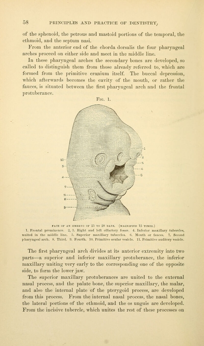 of the sphenoid, the petrous and mastoid portions of the temporal, the ethmoid, and the septum nasi. From the anterior end of the chorda dorsalis the four pharyngeal arches proceed on either side and meet in the middle line. In these pharyngeal arches the secondary bones are developed, so called to distinguish them from those already referred to, which are formed from the primitive cranium itself. The buccal depression, which afterwards becomes the cavity of the mouth, or rather the fauces, is situated between the first pharyngeal arch and the frontal protuberance. Fig. 1. ---.V FACE OF AN EMERVO OF 25 TO 28 DAYS. (MAGNIFIED 15 TIMES.) 1. Frontal prominence. 2, 3. Kight and left olfactory fossae. 4. Inferior maxillary tubercles, united in tlie middle line. 5. Superior maxillary tubercles. 6. Mouth or fauces. 7. Second pharyngeal arch. 8. Third. 9. Fourth. 10. Primitive ocular vesicle. 11. Primitive auditory vesicle. The first pharyngeal arch divides at its anterior extremity into two parts—a superior and inferior maxillary protuberance, the inferior maxillary uniting very early to the corresponding one of the opposite side, to form the lower jaw. The superior maxillary protuberances are united to the external nasal process, and the palate bone, the superior maxillary, the malar, and also the internal plate of the pterygoid process, are developed from this process. From the internal nasal process, the nasal bones, the lateral portions of the ethmoid, and the os unguis are developed. From the incisive tubercle, which unites the rest of these processes on