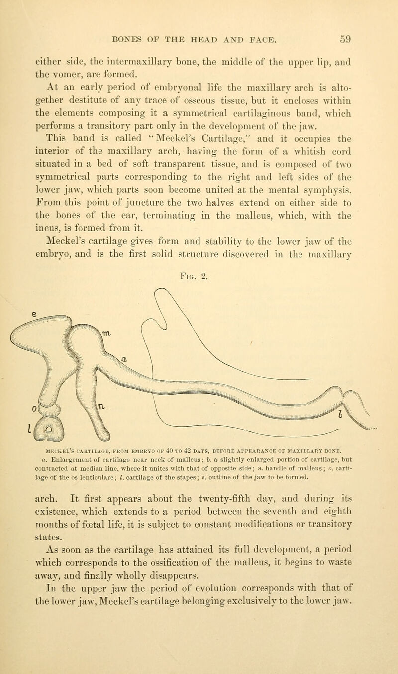 either side, the intermaxillary bone, the middle of the upper lip, and the vomer, are formed. At an early period of embryonal life the maxillary arch is alto- gether destitute of any trace of osseous tissue, but it encloses within the elements composing it a symmetrical cartilaginous band, which performs a transitory part only in the development of the jaw. This band is called  Meckel's Cartilage, and it occupies the interior of the maxillary arch, having the form of a whitish cord situated in a bed of soft transparent tissue, and is composed of two symmetrical parts corresponding to the right and left sides of the lower jaw, which parts soon become united at the mental symphysis. From this point of juncture the two halves extend on either side to the bones of the ear, terminating in the malleus, which, with the incus, is formed from it. Meckel's cartilage gives form and stability to the lower jaw of the embryo, and is the first solid structure discovered in the maxillary Fia. 2. MF.CKEL's cartilage, from embryo of 40 TO 42 DATS, BEFORE APPEARANCE OF MAXILLARY BONE. a. Enlargement of cartilage near neck of malleus ; 6. a slightly enlarged portion of cartilage, but contracted at median line, wbere it unites with that of opposite side; n. handle of malleus; o. carti- lage of the OS lenticnlare; I. cartilage of the stapes; s. outline of the jaw to be formed. arch. It first appears about the twenty-fifth day, and during its existence, which extends to a period between the seventh and eighth months of foetal life, it is subject to constant modifications or transitory states. As soon as the cartilage has attained its full development, a period which corresponds to the ossification of the malleus, it begins to waste away, and finally wholly disappears. In the upper jaw the period of evolution corresponds with that of the lower jaw, Meckel's cartilage belonging exclusively to the lower jaw.