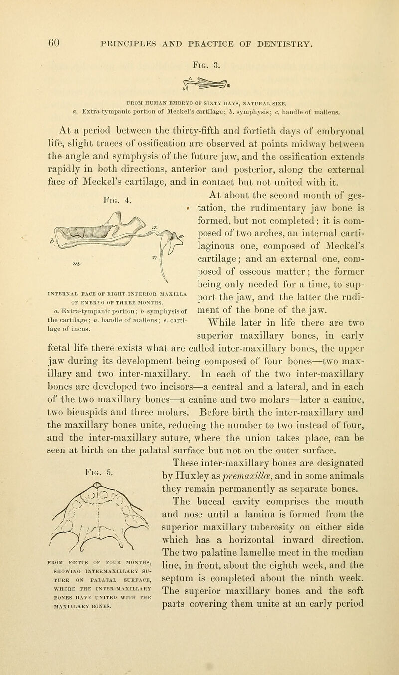 Fig. 3. Fig. 4. INTERNAL PACE OF RIGHT INFERIOR MAXILLA OF EMBRYO OF THREE MONTHS. a. Extra-tympanic portion; b. symphysis of the cartilage: u. handle of malleus; e. carti- lage of incus. FROM HUMAN EMBRYO OF SIXTY DAYS, NATURAL SIZE. a. Extra-tympanic portion of Meckel's cartilage; 6. symphysis; c. handle of malleus. At a period between the thirty-fifth and fortieth days of embryonal life, slight traces of ossification are observed at points midway between the angle and symphysis of the future jaw, and the ossification extends rapidly in both directions, anterior and posterior, along the external face of Meckel's cartilage, and in contact but not united with it. At about the second month of ges- tation, the rudimentary jaw bone is formed, but not completed; it is com- posed of two arches, an internal carti- laginous one, composed of Meckel's cartilage; and an external one, com- posed of osseous matter; the former being only needed for a time, to sup- port the jaw, and the latter the rudi- ment of the bone of the jaw. While later in life there are two superior maxillary bones, in early fcetal life there exists what are called inter-maxillary bones, the upper jaw during its development being composed of four bones—two max- illary and two inter-maxillary. In each of the two inter-maxillary bones are developed two incisors—a central and a lateral, and in each of the two maxillary bones—a canine and two molars—later a canine, two bicuspids and three molars. Before birth the intei'-maxillary and the maxillary bones unite, reducing the number to two instead of four, and the inter-maxillary suture, whei*e the union takes place, can be seen at birth on the palatal surface but not on the outer surface. These inter-maxillary bones are designated by Huxley a.s, premaxillcB, and in some animals they remain jDermanently as separate bones. The buccal cavity comprises the mouth and nose until a lamina is formed from the superior maxillaiy tuberosity on either side which has a horizontal inward direction. The two palatine lamellae meet in the median line, in front, about the eighth week, and the septum is completed about the ninth week. The superior maxillary bones and the soft parts covering them unite at an early period Fig FROM FffiTUS OF FOUR MONTHS, SHOWING INTERMAXILLARY SU- TURE ON PALATAL SURFACE, WHERE THE INTER-MAXILLARY BONES HAVE UNITED WITH THE MAXILLARY BONES.