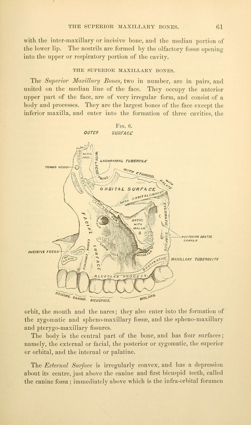 ^vith the inter-maxillary or incisive bone, and the median portion of the lower lip. The nostrils are formed by the olfactory fossse opening into the upper or respiratory portion of the cavity. THE SUPERIOR MAXILLARY BONES. The Superior Maxillary Bones, two in number, are in pairs, and united on the median line of the face. They occupy the anterior upper part of the face, are of very irregular form, and consist of a body and processes. They are the largest bones of the face except the inferior maxilla, and enter into the formation of three cavities, the OUTER Fig. 6. sunrAC£ TENDO OCUlI-J-Q% WCISIVE FOSSA .-fOR'.; I UIAXILLARY TUBEROSITY anime, bicuspids. orbit, the mouth and the nares; they also enter into the formation of the zygomatic and spheno-maxillary fossse, and the spheno-maxillary and pterygo-maxillary fissures. The body is the central part of the bone, and has four surfaces; namely, the external or facial, the posterior or zygomatic, the superior or orbital, and the internal or palatine. The External Surface is irregularly convex, and has a depression about its centre, just above the canine and first bicuspid teeth, called the canine fossa ; immediately above which is the infra-orbital foramen