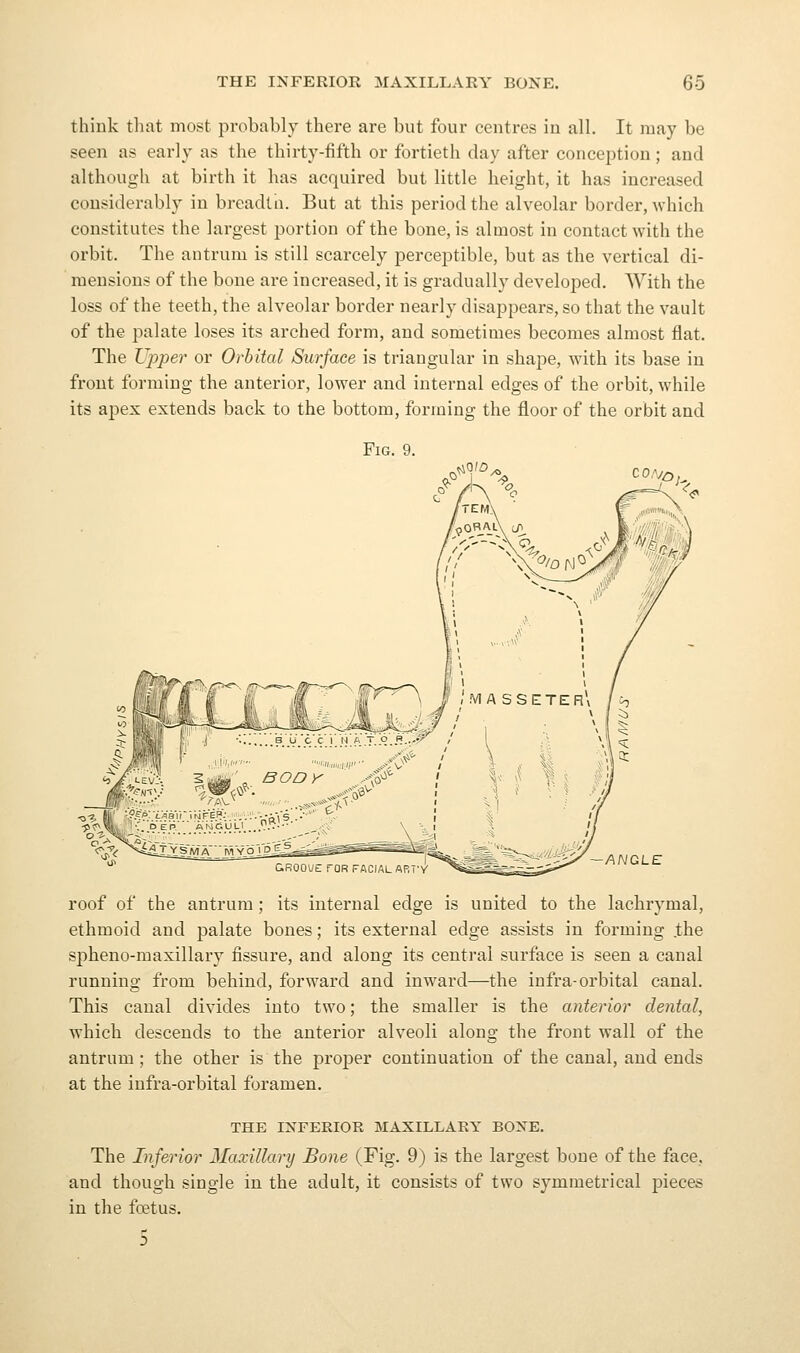 think that most probably there are but four centres in all. It may be seen as early as the thirty-fifth or fortieth day after conception; and although at birth it has acquired but little height, it has increased considerably in breadtn. But at this period the alveolar border, which constitutes the largest portion of the bone, is almost in contact with the orbit. The antrum is still scarcely perceptible, but as the vertical di- mensions of the bone are increased, it is gradually developed. With the loss of the teeth, the alveolar border nearly disappears, so that the vault of the palate loses its arched form, and sometimes becomes almost flat. The Lpper or Orbital Surface is triangular in shape, with its base in front forming the anterior, lower and internal edges of the orbit, while its apex extends back to the bottom, forming the floor of the orbit and Fig. 9. CO.Vo,^ —ANGLE roof of the antrum ; its internal edge is united to the lachrymal, ethmoid and palate bones; its external edge assists in forming .the spheno-maxillary fissure, and along its central surface is seen a canal running from behind, forward and inward—the infra-orbital canal. This canal divides into two; the smaller is the anterior dental, which descends to the anterior alveoli along the front wall of the antrum; the other is the proper continuation of the canal, and ends at the infra-orbital foramen. THE INFERIOR MAXILLARY BONE. The Inferior Maxillary Bone (Fig. 9) is the largest bone of the face, and though single in the adult, it consists of two symmetrical pieces in the foetus.