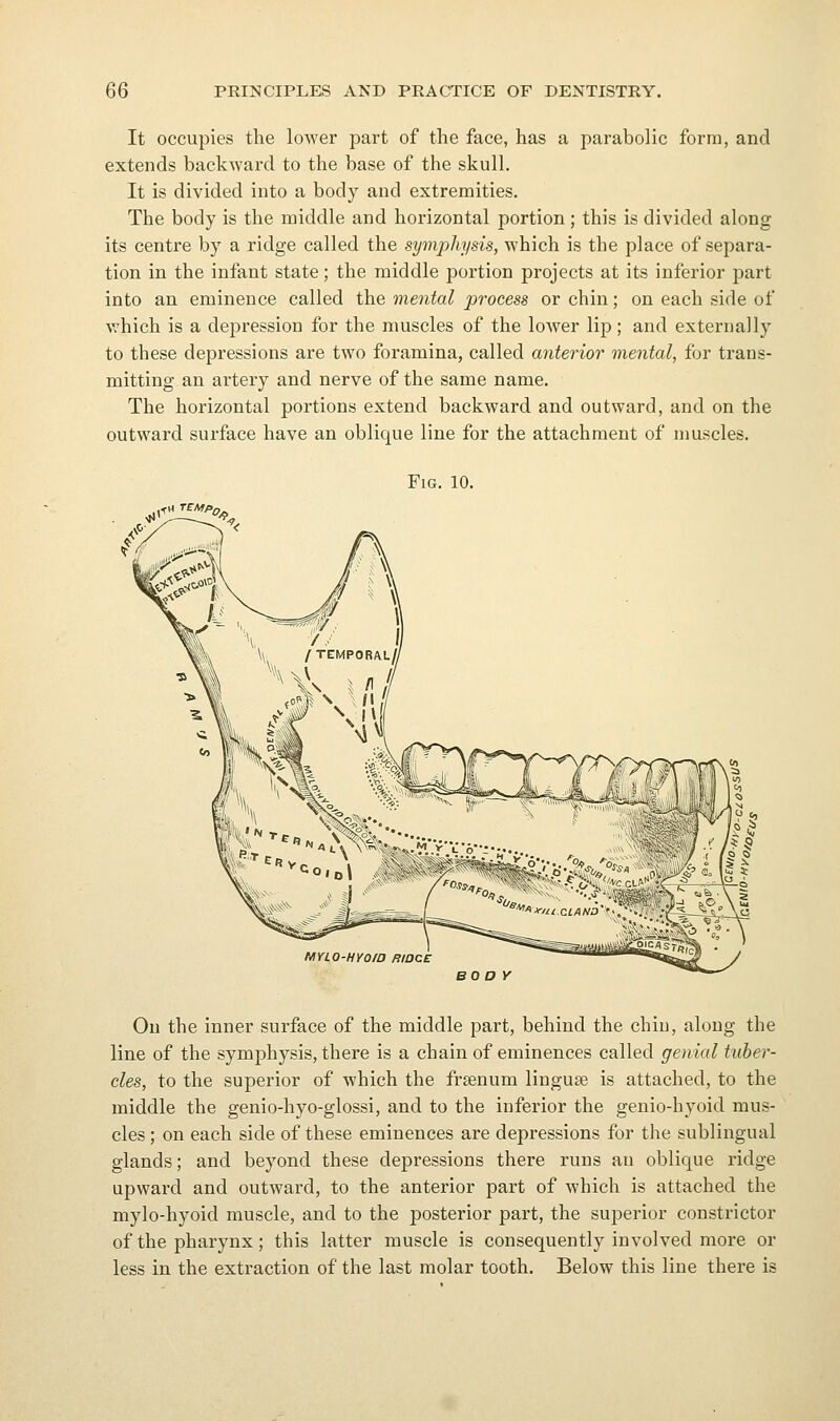 It occupies the lower part of the face, has a parabolic form, and extends backward to the base of the skull. It is divided into a body and extremities. The body is the middle and horizontal portion; this is divided along its centre by a ridge called the symphysis, which is the place of separa- tion in the infant state; the middle portion projects at its inferior part into an eminence called the mental process or chin; on each side of which is a depression for the muscles of the lower lip; and externally to these depressions are two foramina, called anterior mental, for trans- mitting an artery and nerve of the same name. The horizontal portions extend backward and outward, and on the outward surface have an oblique line for the attachment of muscles. Fig. 10. ^\''';j^ojf MYLO-HYO/a mocE BOo y On the inner surface of the middle part, behind the chin, along the line of the symphysis, there is a chain of eminences called genial tuber- cles, to the superior of which the frsenum linguae is attached, to the middle the genio-hyo-glossi, and to the inferior the genio-hyoid mus- cles ; on each side of these eminences are depressions for the sublingual glands; and beyond these depressions there runs an oblique ridge upward and outward, to the anterior part of which is attached the mylo-hyoid muscle, and to the posterior part, the superior constrictor of the pharynx; this latter muscle is consequently involved more or less in the extraction of the last molar tooth. Below this line there is