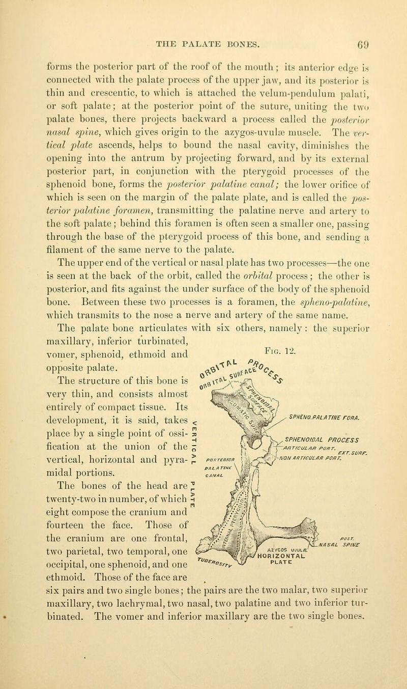 forms the posterior part of the roof of the mouth; its anterior edge is connected with the palate process of the upper jaw, and its posterior is thin and crescentic, to which is attached the velum-pendulum palati, or soft palate; at the posterior point of the suture, uniting the two palate bones, there projects backward a process called the posterior nasal spine, which gives origin to the azygos-uvulse muscle. The ver- tical plate ascends, helps to bound the nasal cavity, diminishes the opening into the antrum by projecting forward, and by its external posterior part, in conjunction with the pterygoid processes of the sphenoid bone, forms the posterior palatine canal; the lower orifice of which is seen on the margin of the palate plate, and is called the pos- terior palatine foramen, transmitting the palatine nerve and artery to the soft palate; behind this foramen is often seen a smaller one, passing through the base of the pterygoid process of this bone, and sending a filament of the same nerve to the palate. The upper end of the vertical or nasal plate has two processes—the one is seen at the back of the orbit, called the orbital process; the other is posterior, and fits against the under surface of the body of the sphenoid bone. Between these two processes is a foramen, the spheno-palatine, which transmits to the nose a nerve and artery of the same name. The palate bone articulates with six others, namely: the superior maxillary, inferior turbinated, vomer, sphenoid, ethmoid and opposite palate. The structure of this bone is very thin, and consists almost entirely of compact tissue. Its development, it is said, takes < place by a single point of ossi- tj fication at the union of the - vertical, horizontal and pyra- ^ midal portions. The bones of the head are ^ twenty-two in number, of which ^ eight compose the cranium and fourteen the face. Those of the cranium are one frontal, two parietal, two temporal, one occipital, one sphenoid, and one ethmoid. Those of the face are six pairs and two single bones; the pairs are the two malar, two superior maxillary, two lachrymal, two nasal, two palatine and two inferior tur- binated. The vomer and inferior maxillary are the two single bones. Fig. 12. SPHENO.P/ILA TtflE FOR A. SPHENOIDAL PROCESS AflTICULAn PORT. NOt\lAfirfCULAR po/ir.