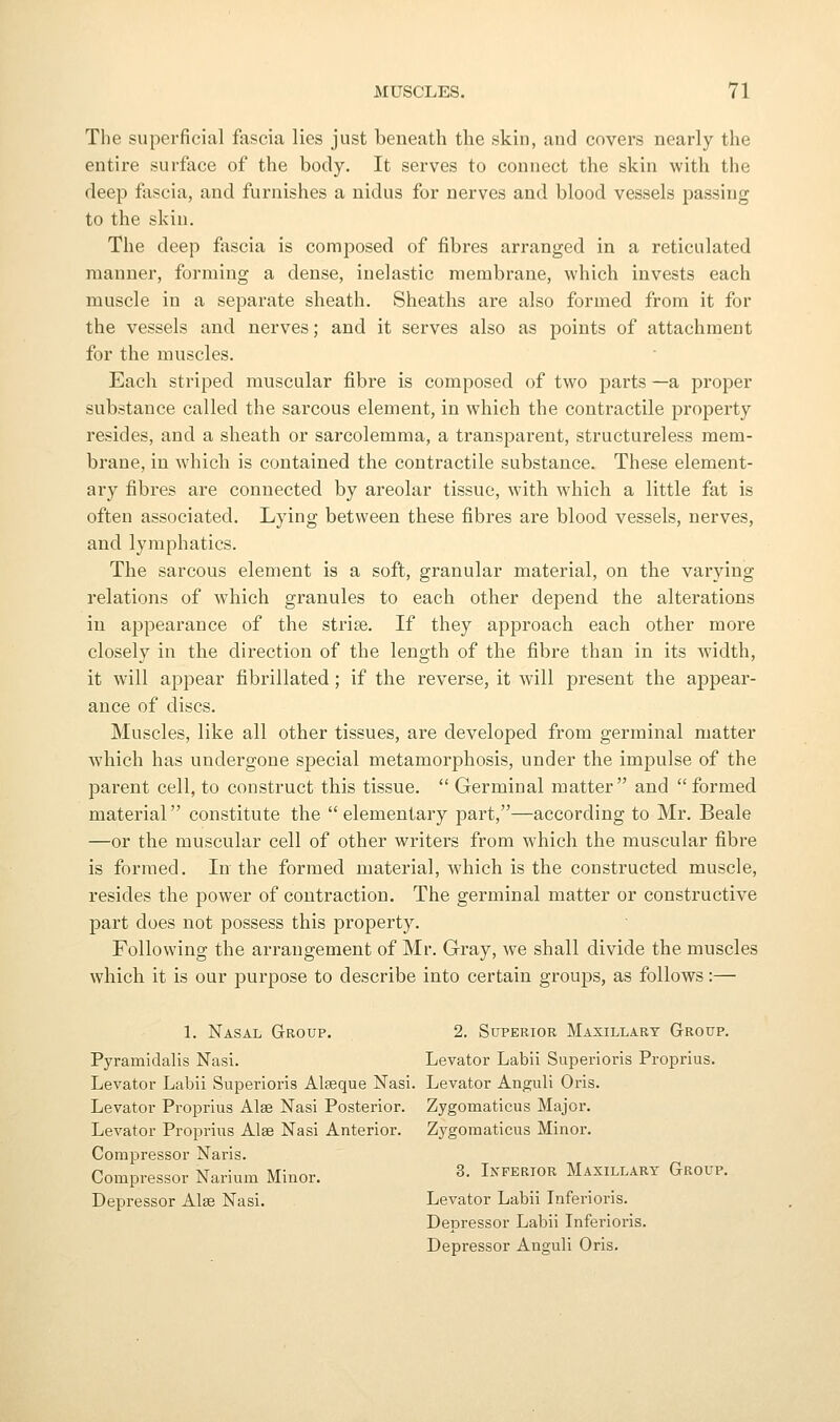 The superficial fascia lies just beneath the skin, and covers nearly the entire surface of the body. It serves to connect the skin with the deep fascia, and furnishes a nidus for nerves and blood vessels passing to the skin. The deep fascia is composed of fibres arranged in a reticulated manner, forming a dense, inelastic membrane, which invests each muscle in a separate sheath. Sheaths are also formed from it for the vessels and nerves; and it serves also as points of attachment for the muscles. Each striped muscular fibre is composed of two parts —a proper substance called the sarcous element, in which the contractile property resides, and a sheath or sarcolemma, a transparent, structureless mem- brane, in which is contained the contractile substance. These element- ary fibres are connected by areolar tissue, with which a little fat is often associated. Lying between these fibres are blood vessels, nerves, and lymphatics. The sarcous element is a soft, granular material, on the varying relations of which granules to each other depend the alterations in a^apearance of the striae. If they approach each other more closely in the direction of the length of the fibre than in its width, it will appear fibrillated; if the reverse, it will present the appear- ance of discs. Muscles, like all other tissues, are developed from germinal matter which has undergone special metamorphosis, under the impulse of the parent cell, to construct this tissue.  Germinal matter and formed material constitute the  elementary part,—according to Mr. Beale —or the muscular cell of other writers from which the muscular fibre is formed. In the formed material, which is the constructed muscle, resides the power of contraction. The germinal matter or constructive part does not possess this property. Following the arrangement of Mr. Gray, we shall divide the muscles which it is our jDurpose to describe into certain groups, as follows:— 1. Nasal Group. 2. Superior Maxillary Group. Pyramidalis Nasi. Levator Labii Superioris Proprius. Levator Labii Superioris Alseque Nasi. Levator Anguli Oris. Levator Proprius Alae Nasi Posterior. Zygomaticus Major. Levator Proprius Alse Nasi Anterior. Zj^goraaticus Minor. Compressor Naris. Compressor Narium Minor. 3. Inferior Maxillary Group. Depressor Alse Nasi. Levator Labii Tnferioris. Depressor Labii Inferioris. Depressor Anguli Oris.