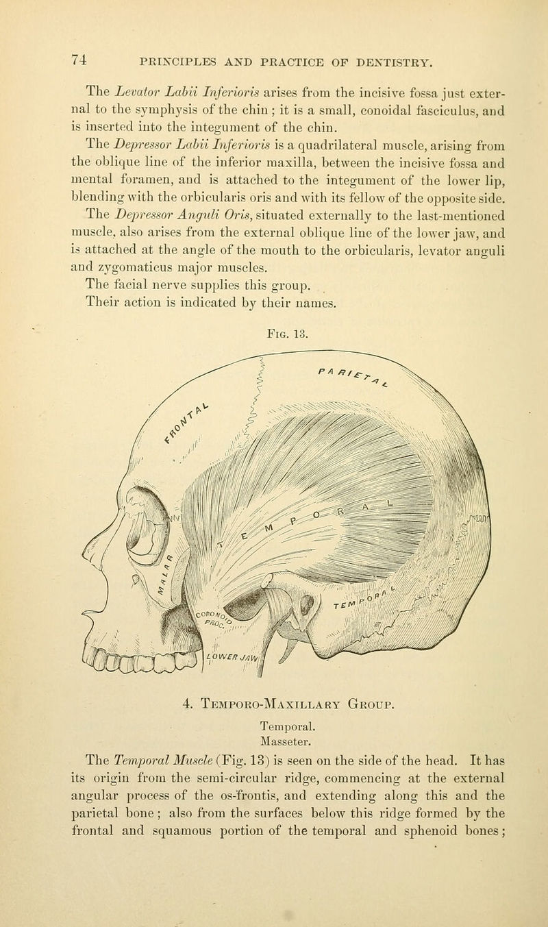 The Levator Labii Inferioris arises from the incisive fossa just exter- nal to the symphysis of the chin; it is a small, conoidal fasciculus, and is inserted into the integument of the chin. The Depressor Labii Inferioris is a quadrilateral muscle, arising from the oblique line of the inferior maxilla, between the incisive fossa and mental foramen, and is attached to the integument of the lower lip, blending with the orbicularis oris and with its fellow of the opposite side. The Depressor Anguli Oris, situated externally to the last-mentioned muscle, also arises from the external oblique line of the low'er jaw, and is attached at the angle of the mouth to the orbicularis, levator anguli and zygomaticus major muscles. The facial nerve supplies this group. Their action is indicated by their names. Fig. 13. 4. Temporo-Maxillary Group. Temporal. Masseter. The Temporal Muscle (Fig. 13) is seen on the side of the head. It has its origin from the serai-circular ridge, commencing at the external angular process of the os-frontis, and extending along this and the parietal bone; also from the surfaces below^ this ridge formed by the frontal and squamous portion of the temporal and sphenoid bones;