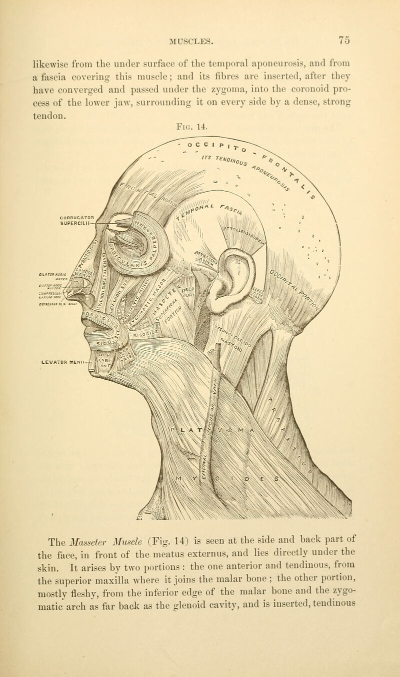 likewise from the under surface of the temporal aponeurosis, and from a fascia covering this muscle; and its fibres are inserted, after they have converged and passed under the zygoma, into the coronoid pro- cess of the lower jaw, surrounding it on every side by a dense, strong tendon. Fic. 14. £; =^kji\ \' \ The Masseter Muscle (Fig. 14) is seen at the side and back part of the face, in front of the meatus externus, and lies directly under the skin. It arises by two portions : the one anterior and tendinous, from the superior maxilla where it joins the malar bone ; the other portion, mostly fleshy, from the inferior edge of the malar bone and the zygo- matic arch as far back as the glenoid cavity, and is inserted, tendinous