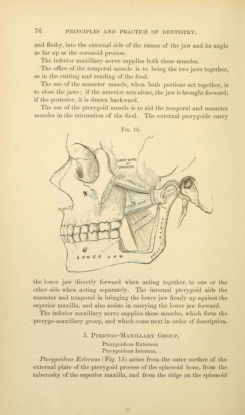 and fleshy, into the external side of the ramus of the jaw and its angle as far up as the coronoid process. The inferior maxillary nerve supplies both these muscles. The oflSce of the temporal muscle is to bring the two jaws together, as in the cutting and rending of the food. The use of the masseter muscle, when both portions act together, is to close the jaws ; if the anterior acts alone, the jaw is brought forward, if the posterior, it is drawn backward. The use of the pterygoid muscle is to aid the temporal and masseter muscles in the trituration of the food. The external pterygoids carry Fig. 15. the lower jaw directly forward when acting together, to one or the other side when acting separately. The internal pterygoid aids the masseter and temporal in bringing the lower jaw firmly up against the superior maxilla, and also assists in carrying the lower jaw forward. The inferior maxillary nerve supplies these muscles, which form the pterygo-maxillary group, and which come next in order of desci'iption. 5. Pteeygo-Maxillary Group. Pterygoideus Externus. Pterygoideus Interims. Pterygoideus Externus (Fig. 15) arises from the outer surface of the external plate of the pterygoid process of the sphenoid bone, from the tuberosity of the superior maxilla, and from the ridge on the sphenoid