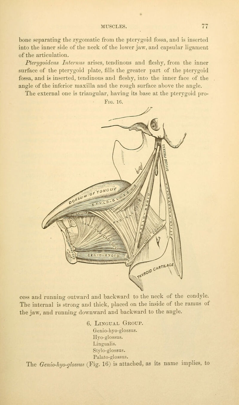 bone separating the zygomatic from the pterygoid fossa, and is inserted into the inner side of the neck of the lower jaw, and capsular ligament of the articulation. Pterygoideus Internum arises, tendinous and fleshy, from the inner surface of the pterygoid plate, fills the greater jDart of the pterygoid fossa, and is inserted, tendinous and fleshy, into the inner face of the angle of the inferior maxilla and the rough surface above the angle. The external one is triangular, having its base at the pterygoid pro- FiG. 16. cess and running outward and backward to the neck of the condyle. The internal is strong and thick, placed on the inside of the ramus of the jaw, and running downward and backward to the angle. 6. Lingual Group. Genio-hyo-glossus. Hyo-glossus. Lingualis. Stylo-glossus. Palato-glossus. The Genio-hyo-glossus (Fig. 16) is attached, as its name implies, to