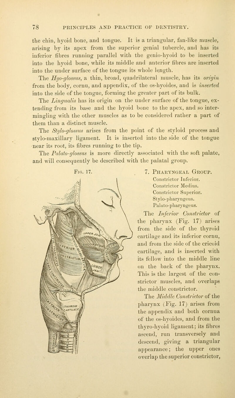 the chin, hyoid bone, and tongue. It is a triangular, fan-like muscle, arising by its apex from the superior genial tubercle, and has its inferior fibres running parallel with the genio-hyoid to be inserted into the hyoid bone, while its middle and anterior fibres are inserted into the under surface of the tongue its whole length. The Hyo-glossus, a thin, broad, quadrilateral muscle, has its origin from the body, cornu, and appendix, of the os-hyoides, and is inserted into the side of the tongue, forming the greater part of its bulk. The Lingualis has its origin on the under surface of the tongue, ex- tending from its base and the hyoid bone to the apex, and so inter- mingling with the other muscles as to be considered rather a part of them than a distinct muscle. The Stylo-glossus arises from the point of the styloid process and stylo-maxillary ligament. It is inserted into the side of the tongue •near its root, its fibres running to the tip. The Palato-glossus is more directly associated with the soft palate, and will consequently be described with the palatal group. Fifj. 17. 7. Pharyngeal Group. Constrictor Inferior. Constrictor Medius. Constrictor Superior. Stylo-pharyngeus. Palato-pharyngeus. The Inferior Constrictor of the pharynx (Fig. 17) arises from the side of the thyroid cartilage and its inferior cornu, and from the side of the cricoid cartilage, and is inserted with its fellow into the middle line on the back of the pharynx. This is the largest of the con- strictor muscles, and overlaps the middle constrictor. The Middle Constrictor of the pharynx (Fig. 17) arises from the appendix and both coruua of the os-hyoides, and from the thyro-hyoid ligament; its fibres ascend, run transversely and descend, giving a triangular appearance; the upper ones overlap the superior constrictor,