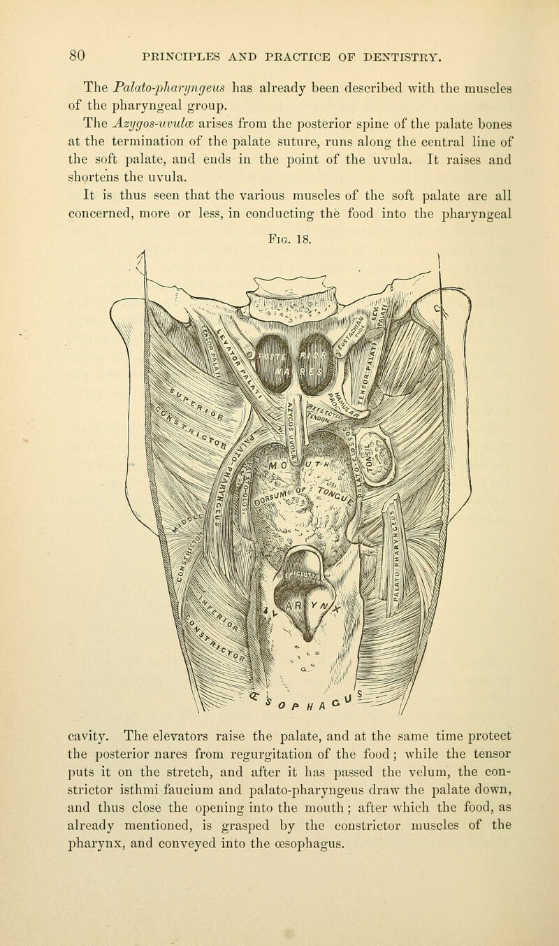 The Palato-pharyngeus has already been described with the muscles of the pharyngeal group. The Azygos-uvulcB arises from the posterior spine of the palate bones at the termination of the palate suture, runs along the central line of the soft palate, and ends in the point of the uvula. It raises and shortens the uvula. It is thus seen that the various muscles of the soft palate are all concerned, more or less, in conducting the food into the pharyngeal Fig. 18. cavity. The elevators raise the palate, and at the same time protect the posterior nares from regurgitation of the food; while the tensor puts it on the stretch, and after it has passed the velum, the con- strictor isthmi faucium and palato-pharyngeus draw the palate down, and thus close the opening into the mouth ; after which the food, as already mentioned, is grasped by the constrictor muscles of the pharynx, and conveyed into the oesophagus.
